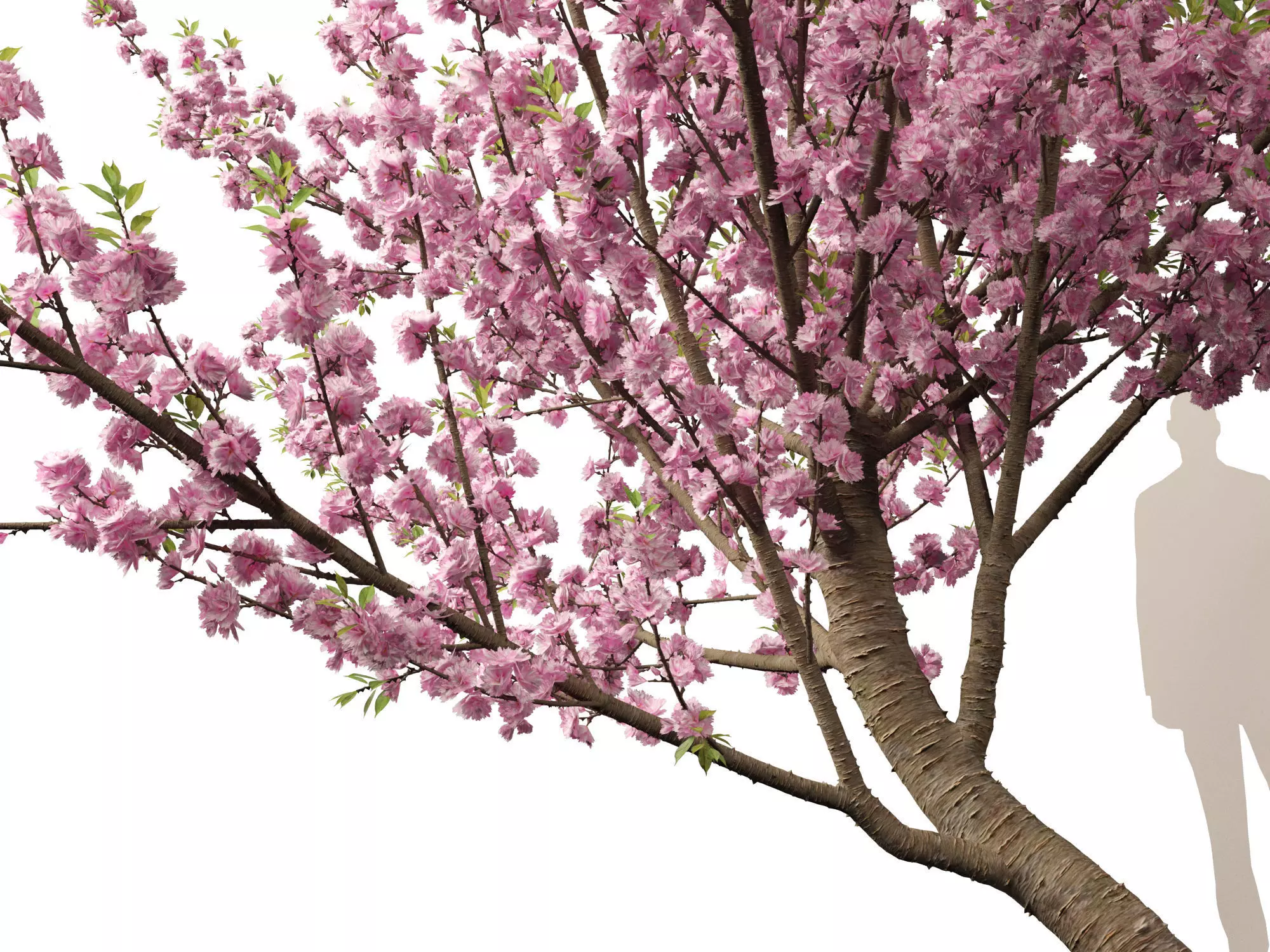 Spring Blossoms Pack 10 3D model_18