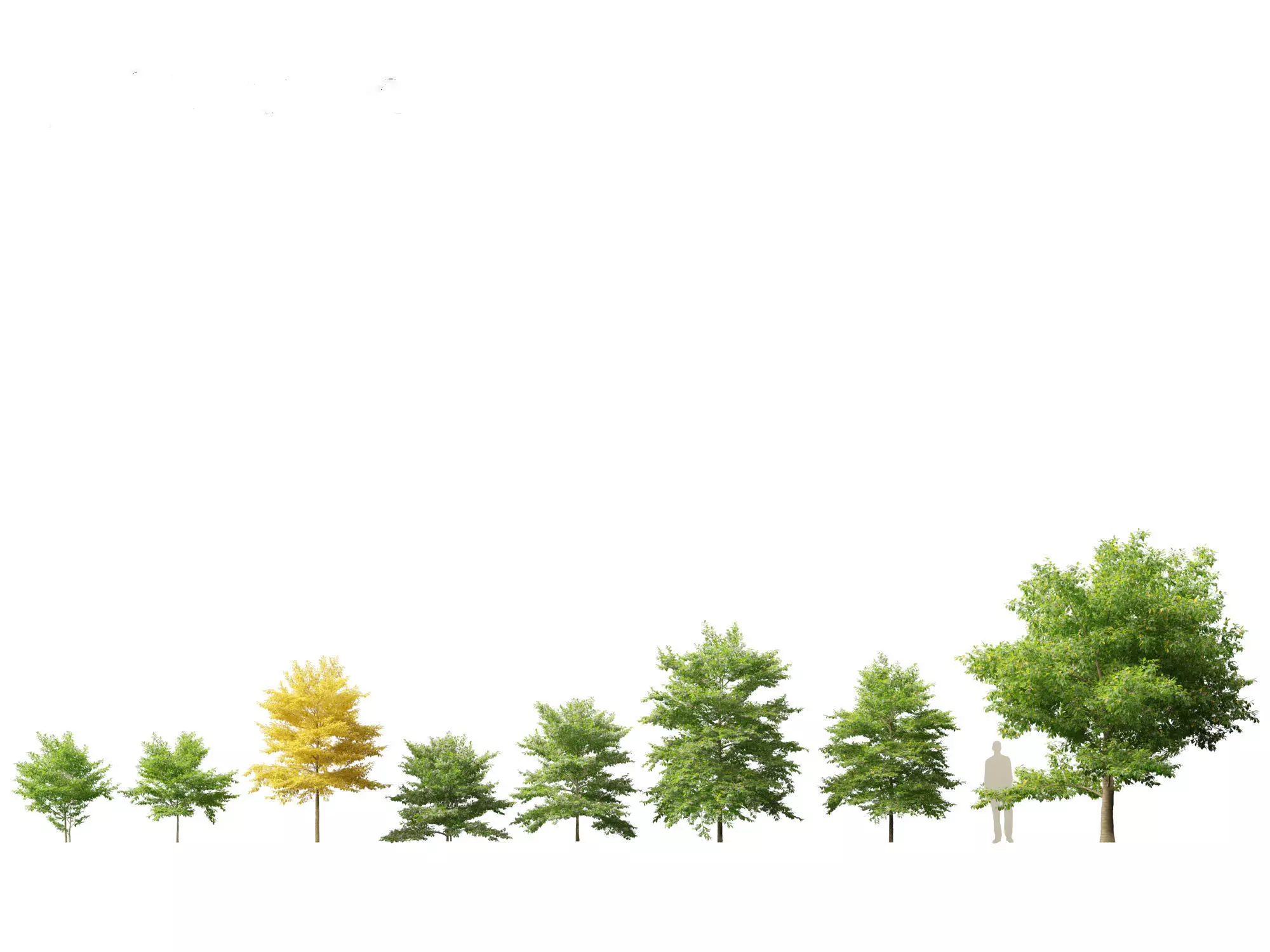 Spring Blossoms Pack 10 3D model_21