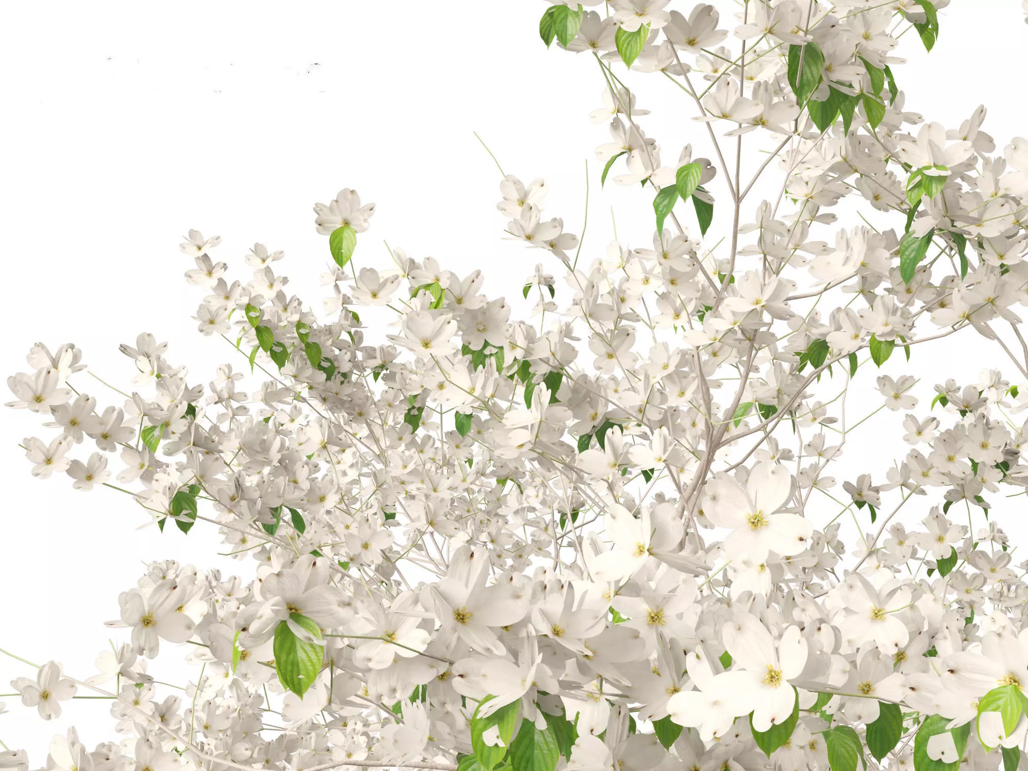 Spring Blossoms Pack 10 3D model_9