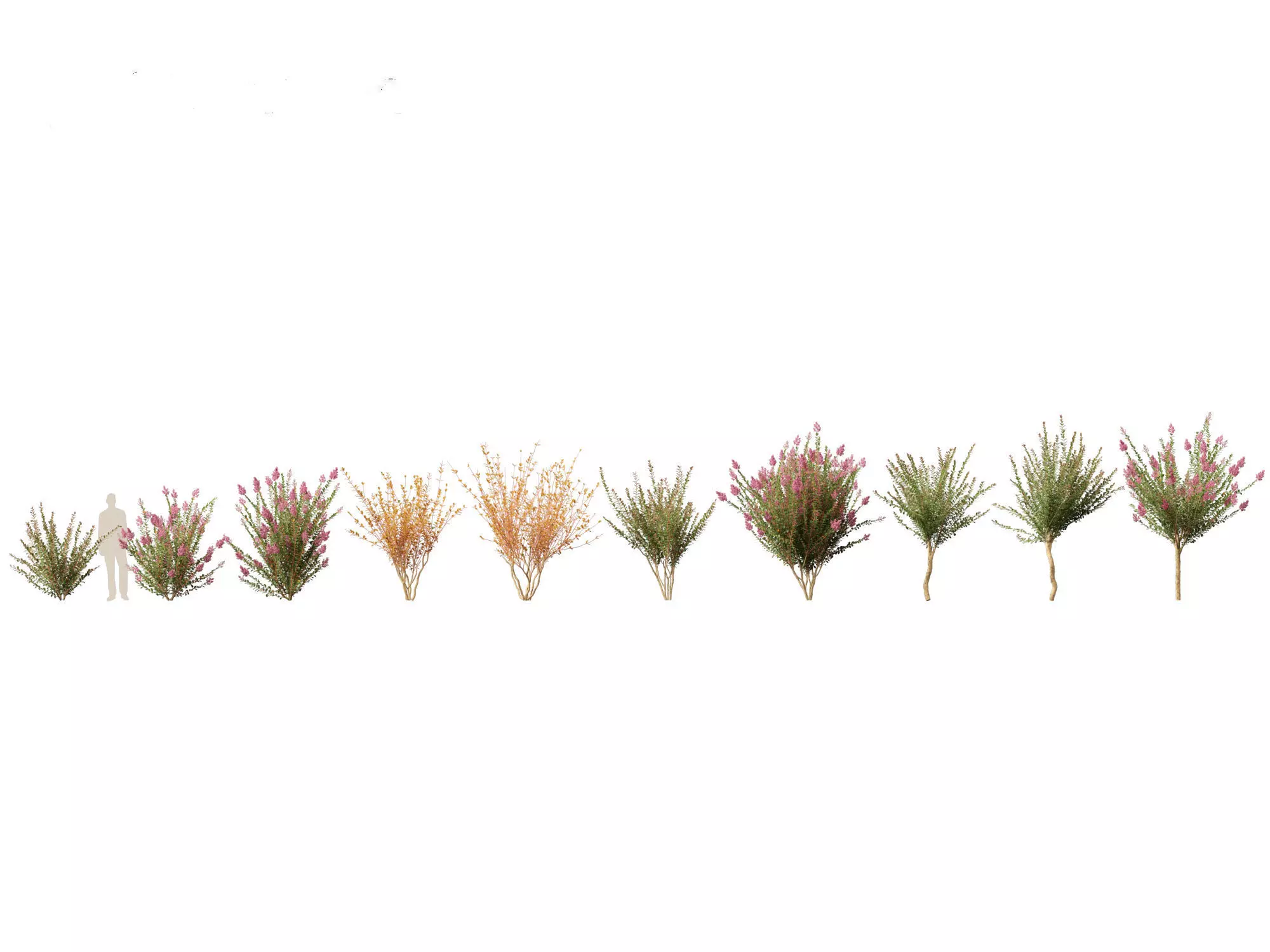 Spring Blossoms Pack 10 3D model_12