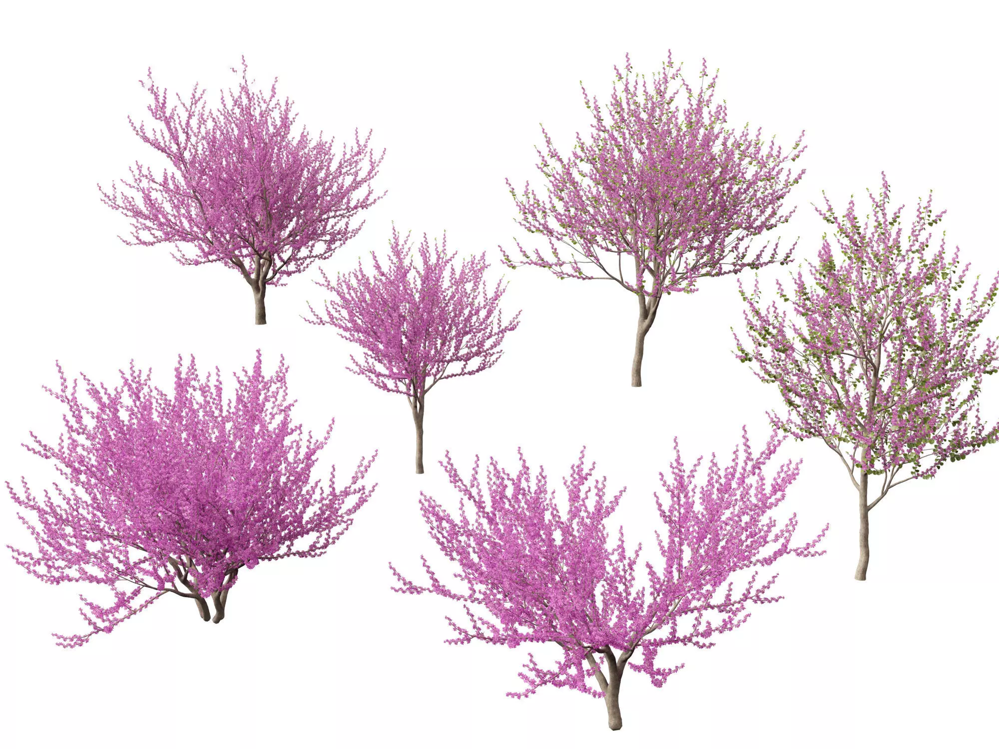 Spring Blossoms Pack 10 3D model_7
