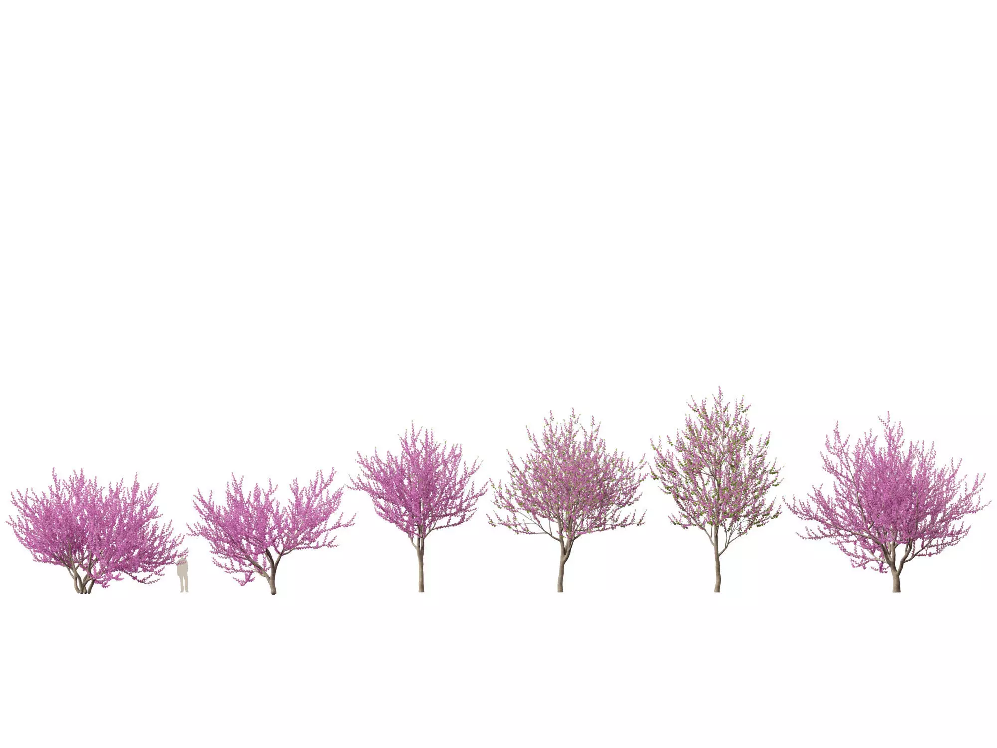 Spring Blossoms Pack 10 3D model_6