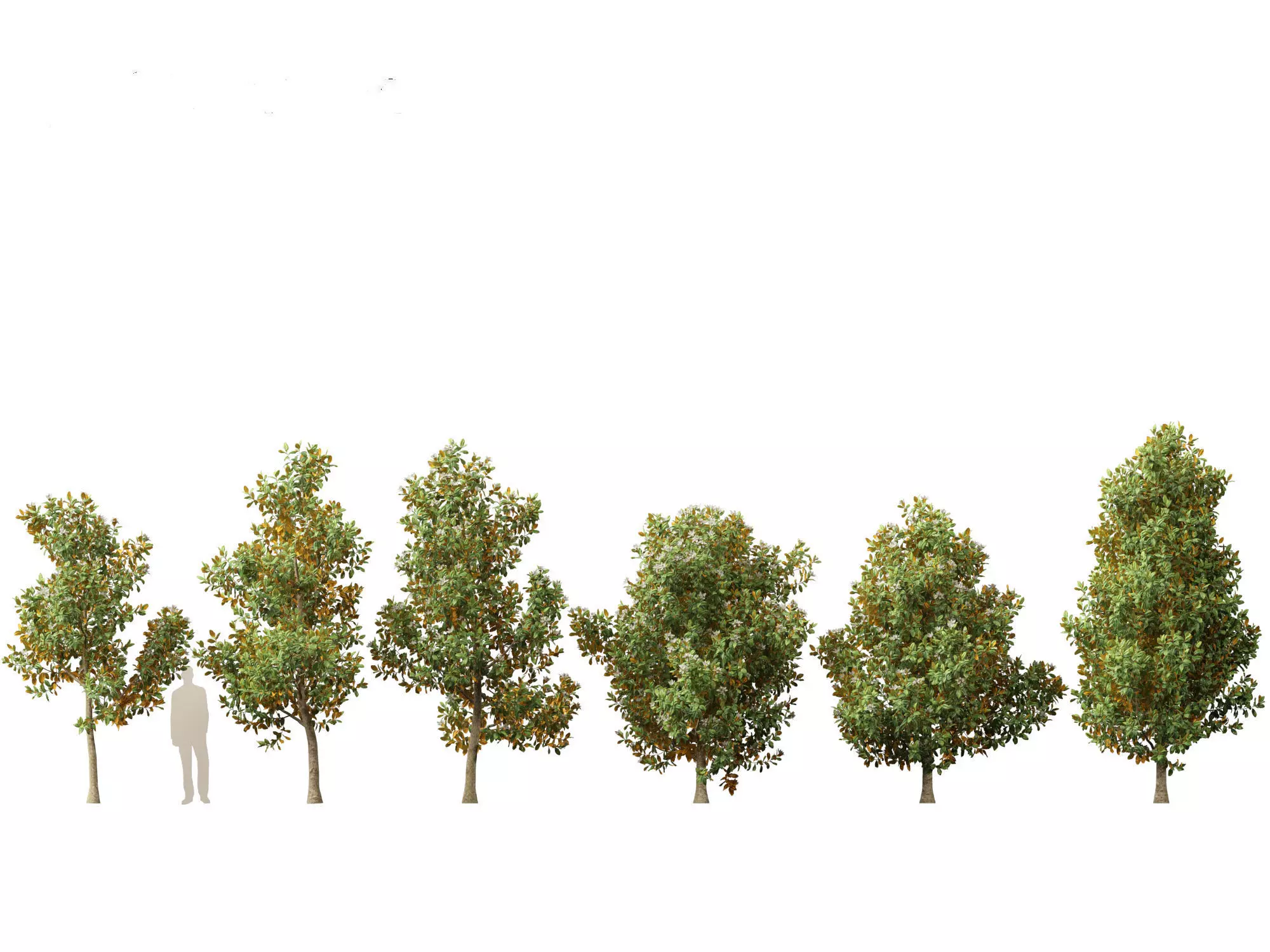 Spring Blossoms Pack 10 3D model_13