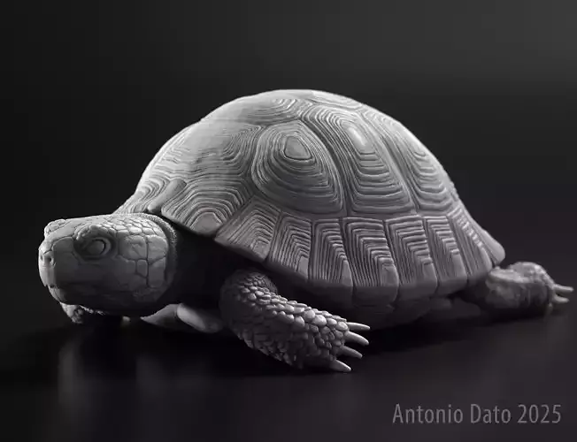 Hermanns Tortoise Tortuga Mediterranea Testudo Hermanni 