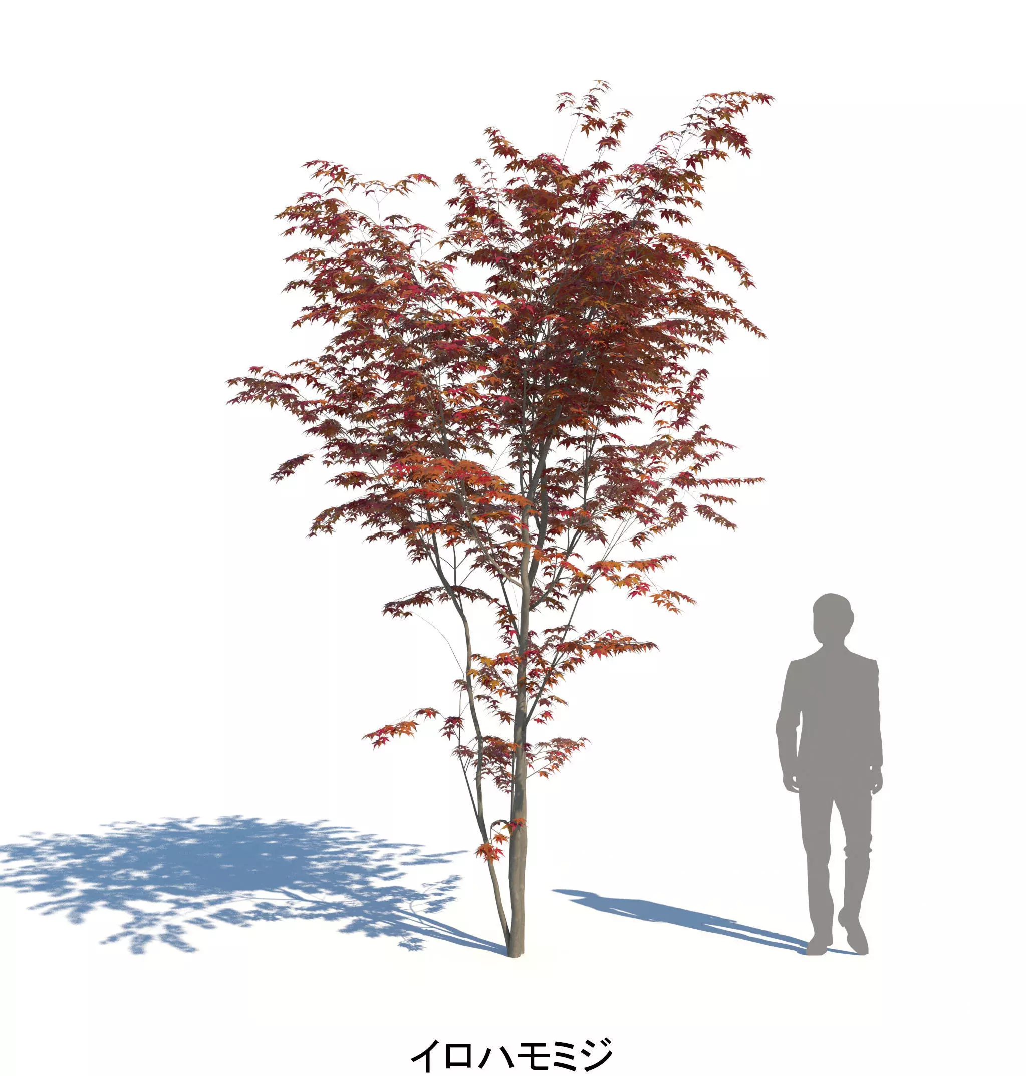 AutumnSelection1v2 3D model_8