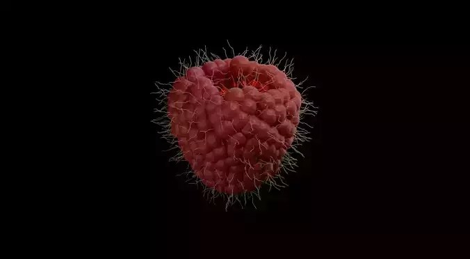 Heart Shaped Raspberry 3D Model