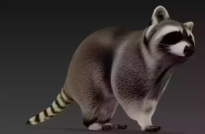 racoon 3D model
