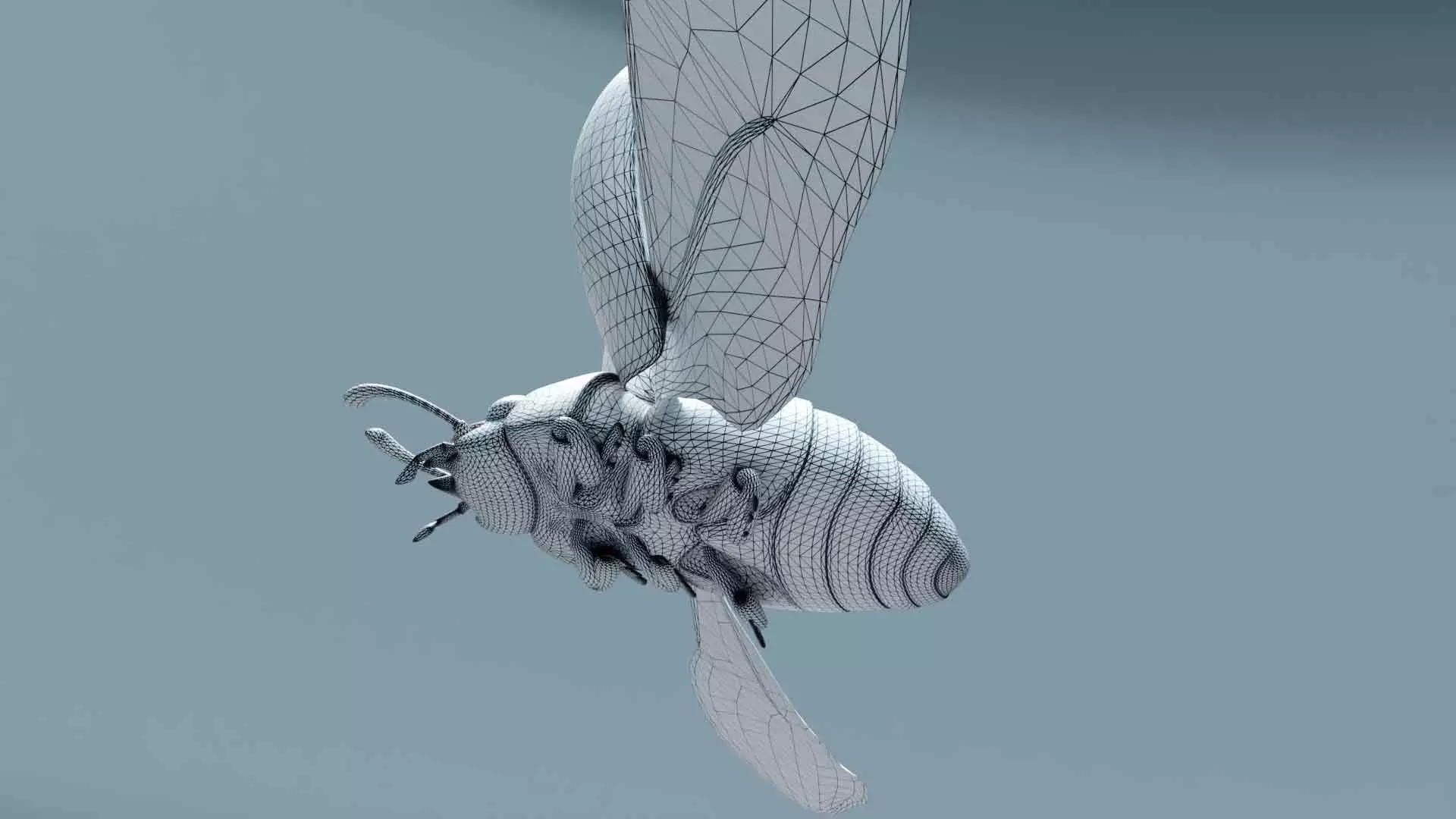 Ladybug stylized 3D model_26