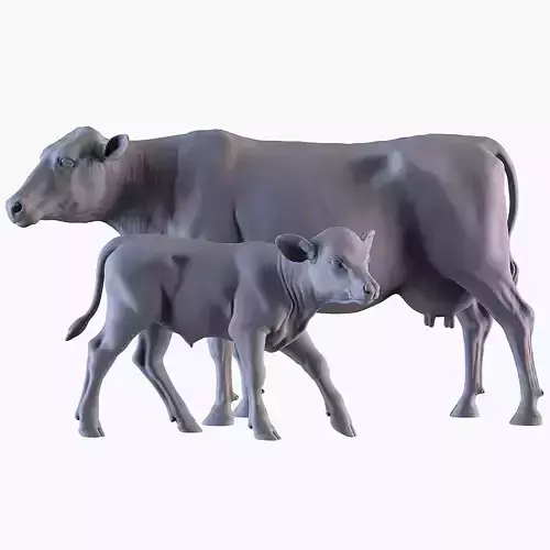 Cow and Calf