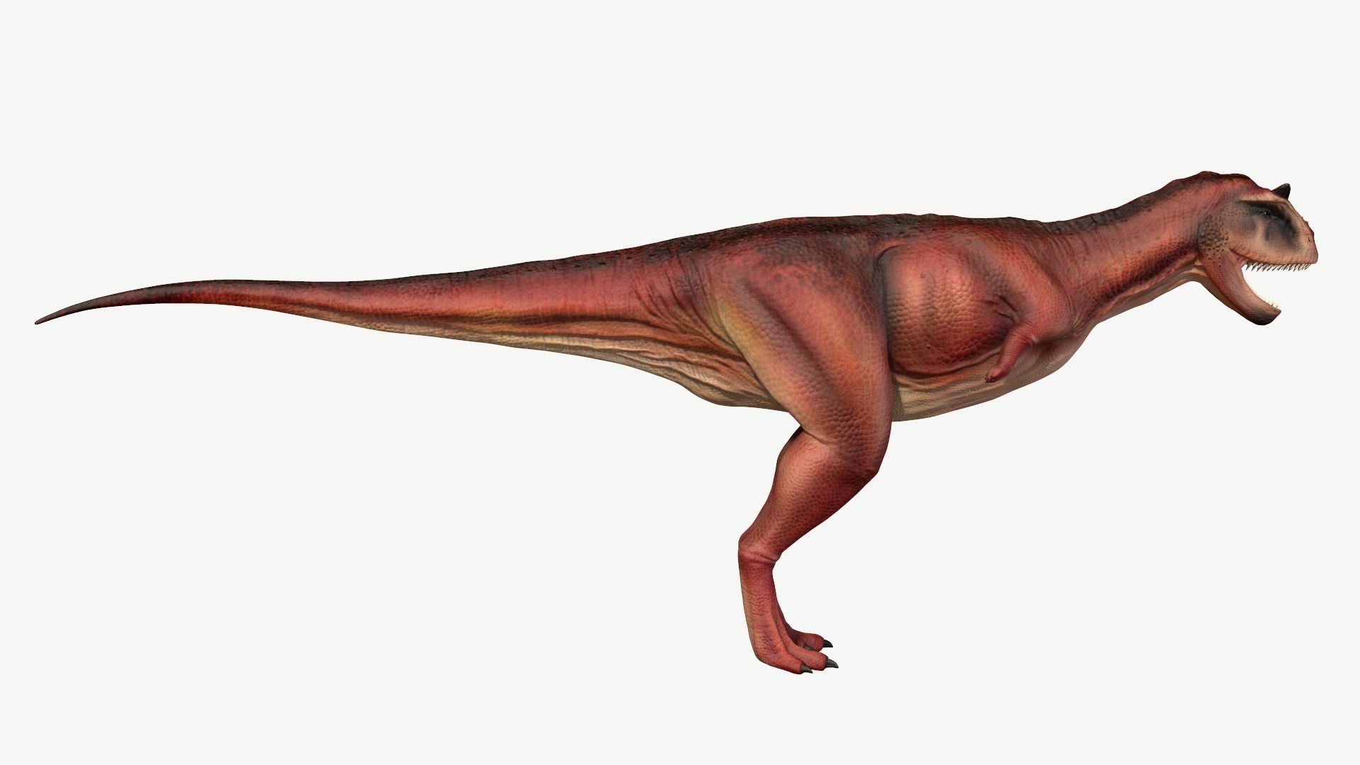 Carnotaurus dinosaur Low-poly 3D model_3