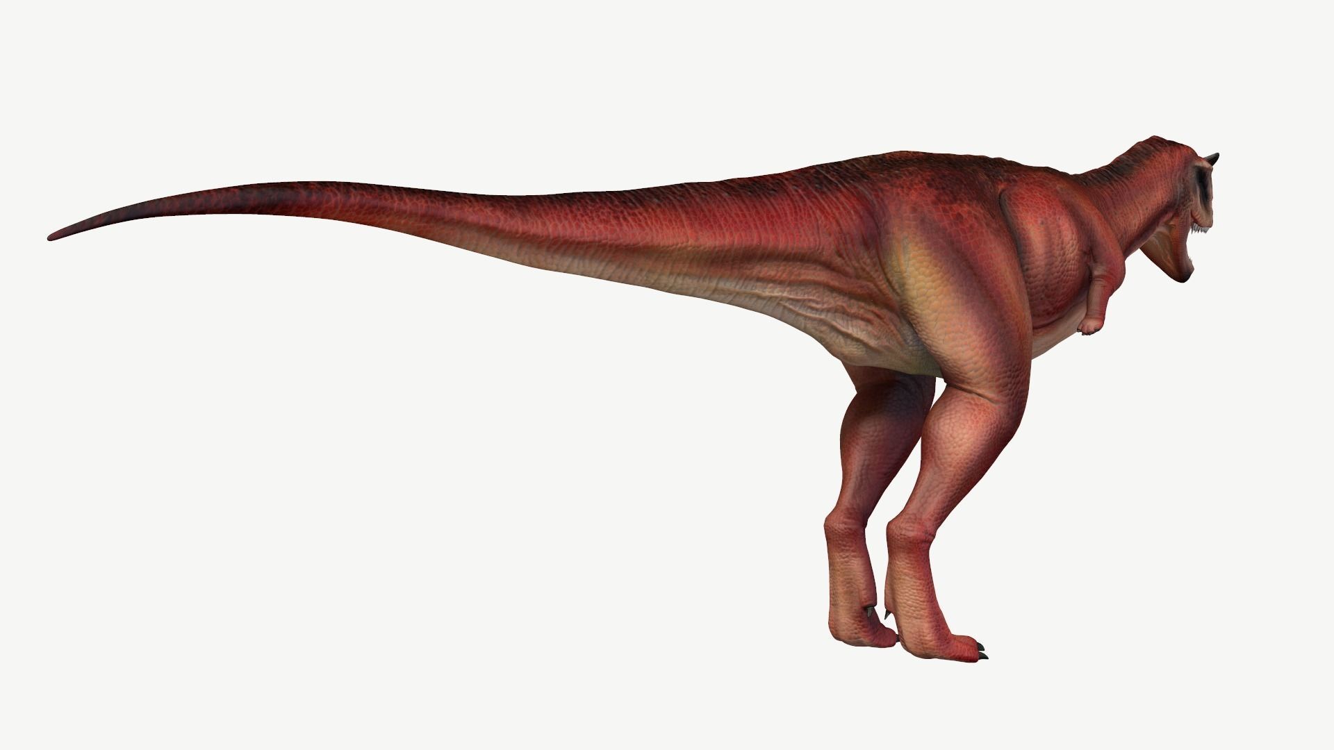 Carnotaurus dinosaur Low-poly 3D model_5