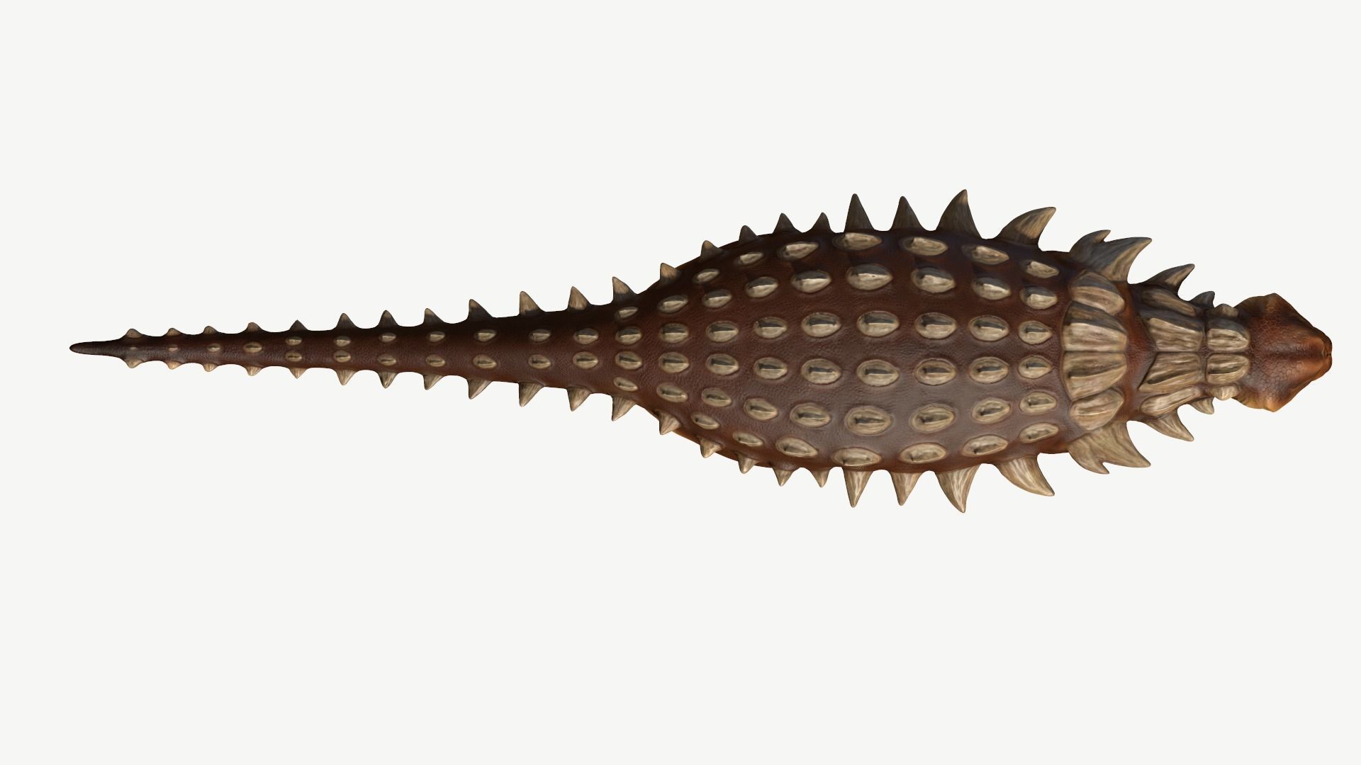 Edmontonia dinosaur Low-poly 3D model_9