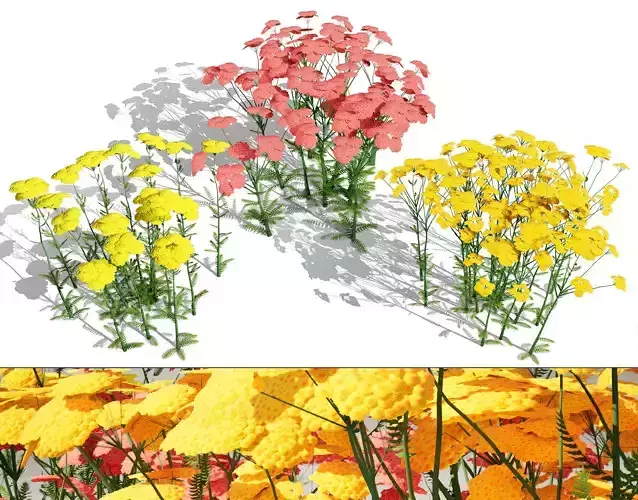 Achillea Flowering Plants 3D Model Low-poly 3D model