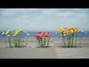 Achillea Flowering Plants 3D Model Low-poly 3D model_1