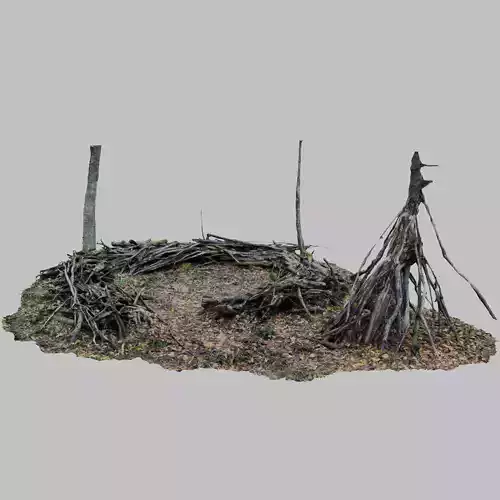 Forest Ground With Dead Wood Campsite