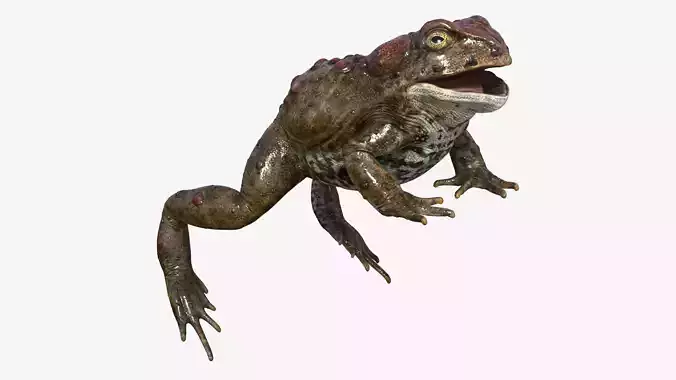 Boreal Toad Low-poly 3D model