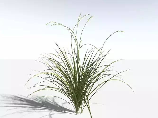 EVERYPlant Basin Wild Rye LowPoly -18 Models- Low-poly 3D model