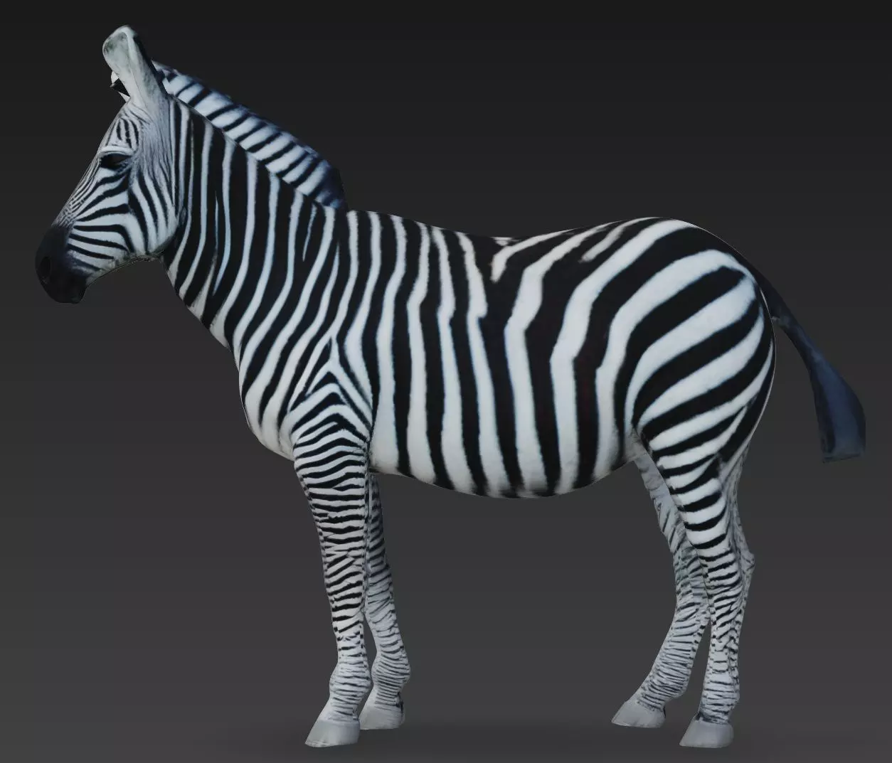 Zebra 3D model