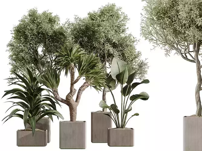 AV Indoor Plants Set 369 Olive Banana Yucca Warneckii