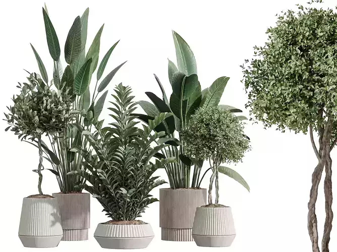 AV Indoor Plants Set 370 ParadiseBird Zamiifolia Ficus olive