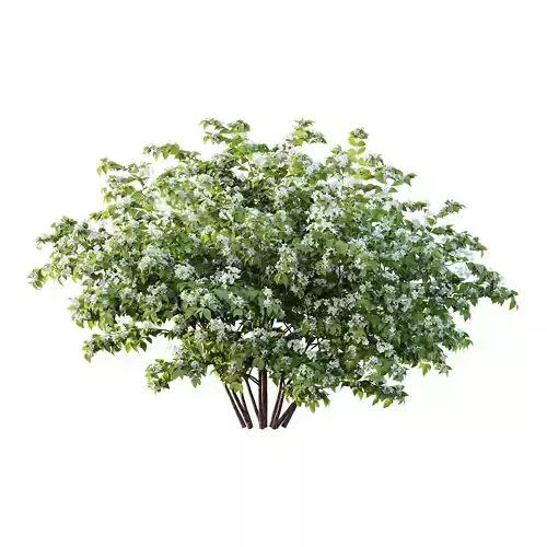 Philadelphia Bush 04