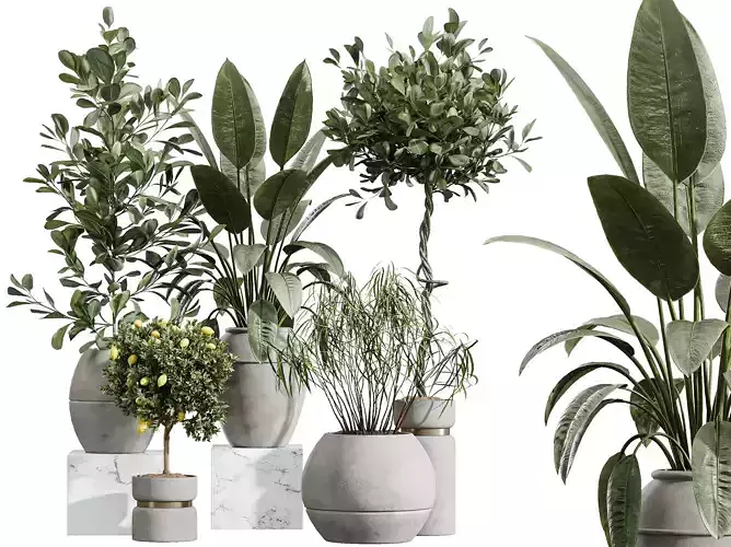 AV Indoor Plants Set 371 Japandi Mandarin Citrus Ficus 