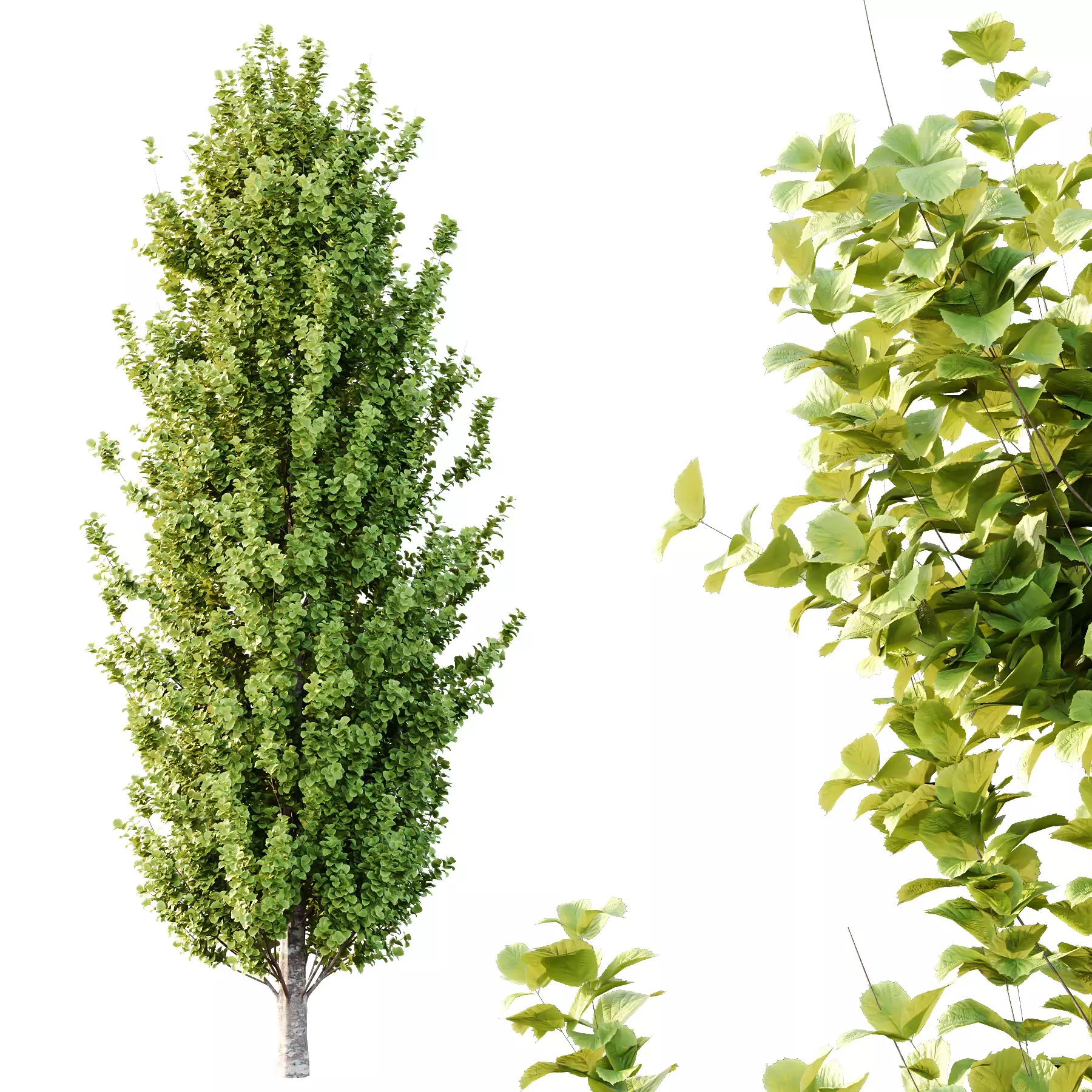 Excellent collection of Tree plants 17 Different Models 008 _11