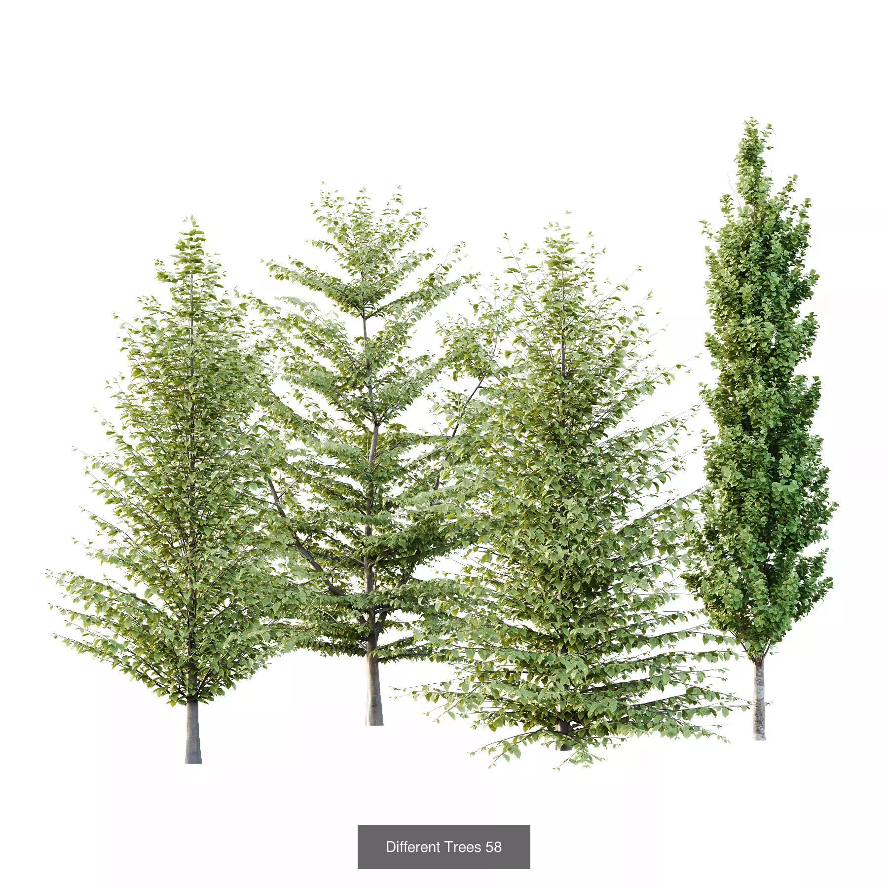 Excellent collection of Tree plants 17 Different Models 008 _6