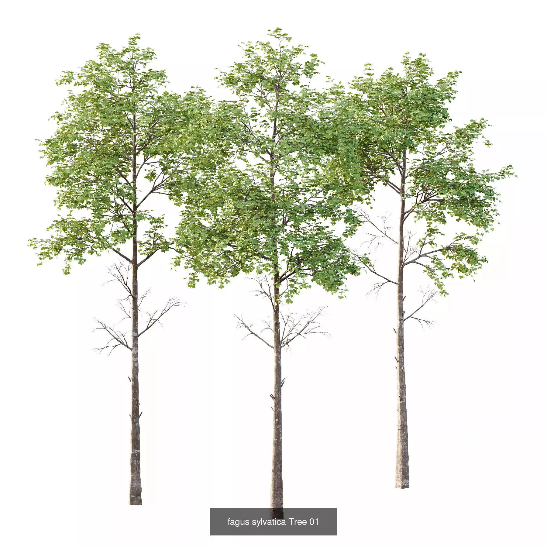 Excellent collection of Tree plants 17 Different Models 008 _1
