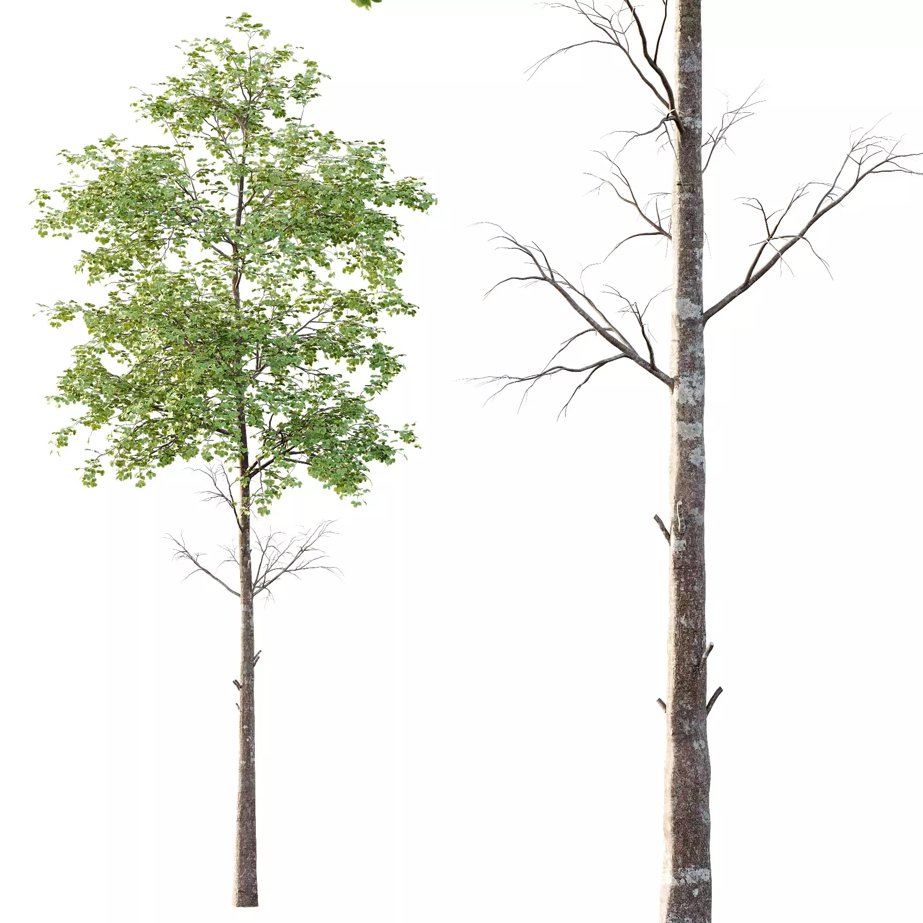 Excellent collection of Tree plants 17 Different Models 008 _9