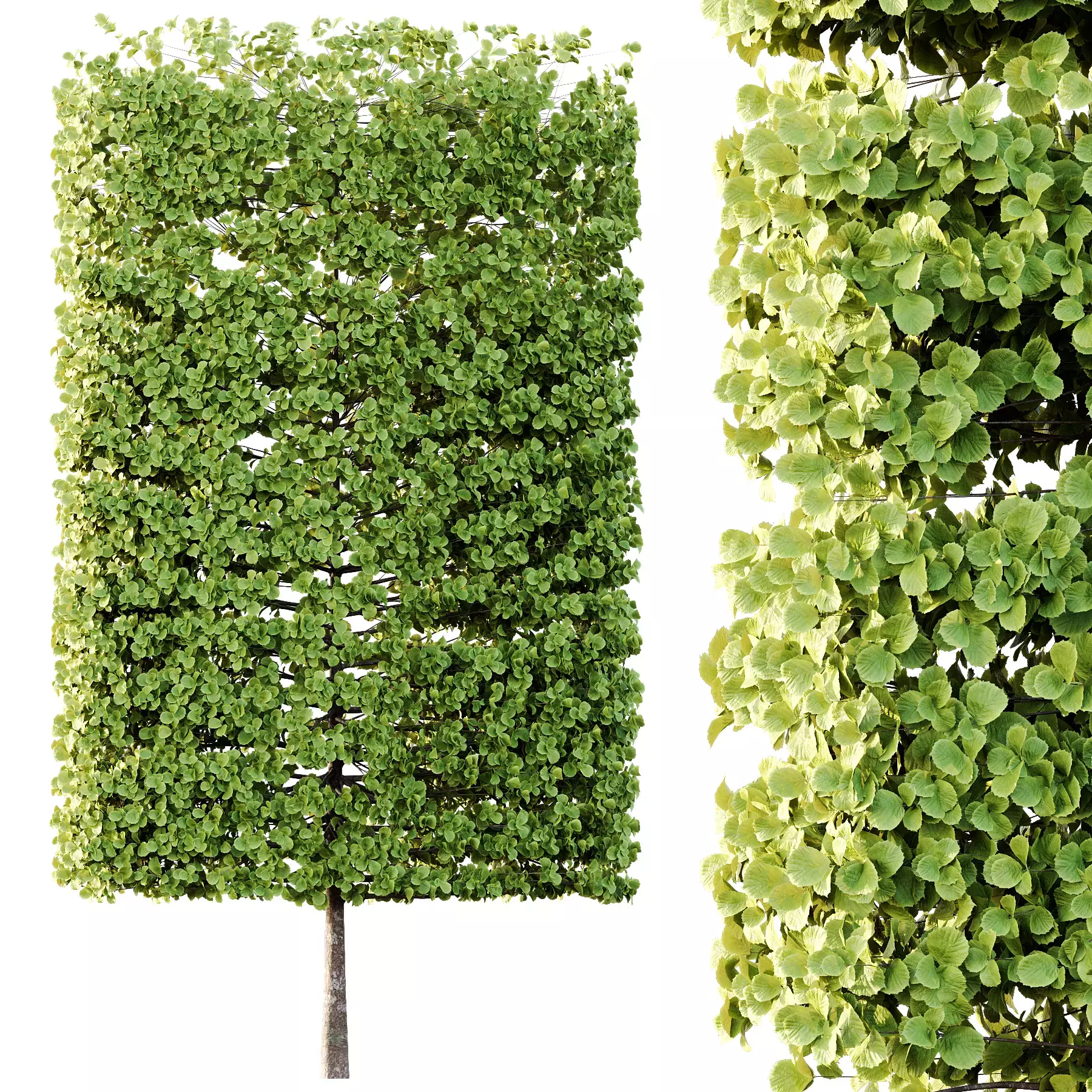 Excellent collection of Tree plants 17 Different Models 008 _13