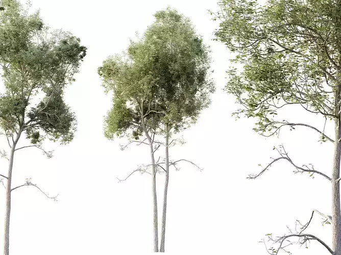 AV Plants Ash Tree10 3D model