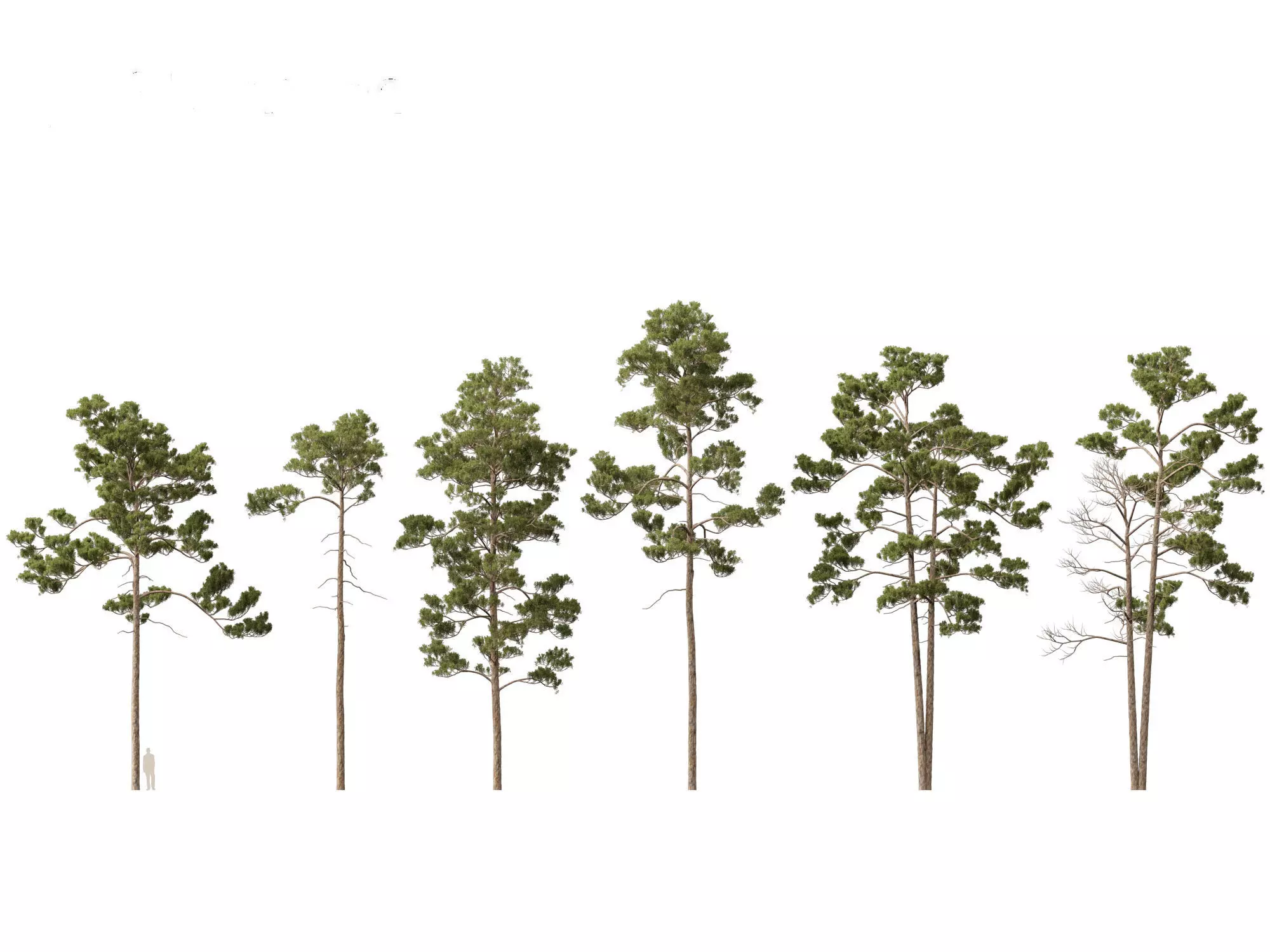 Alpine Mountain Conifers Pack 14 3D model_17