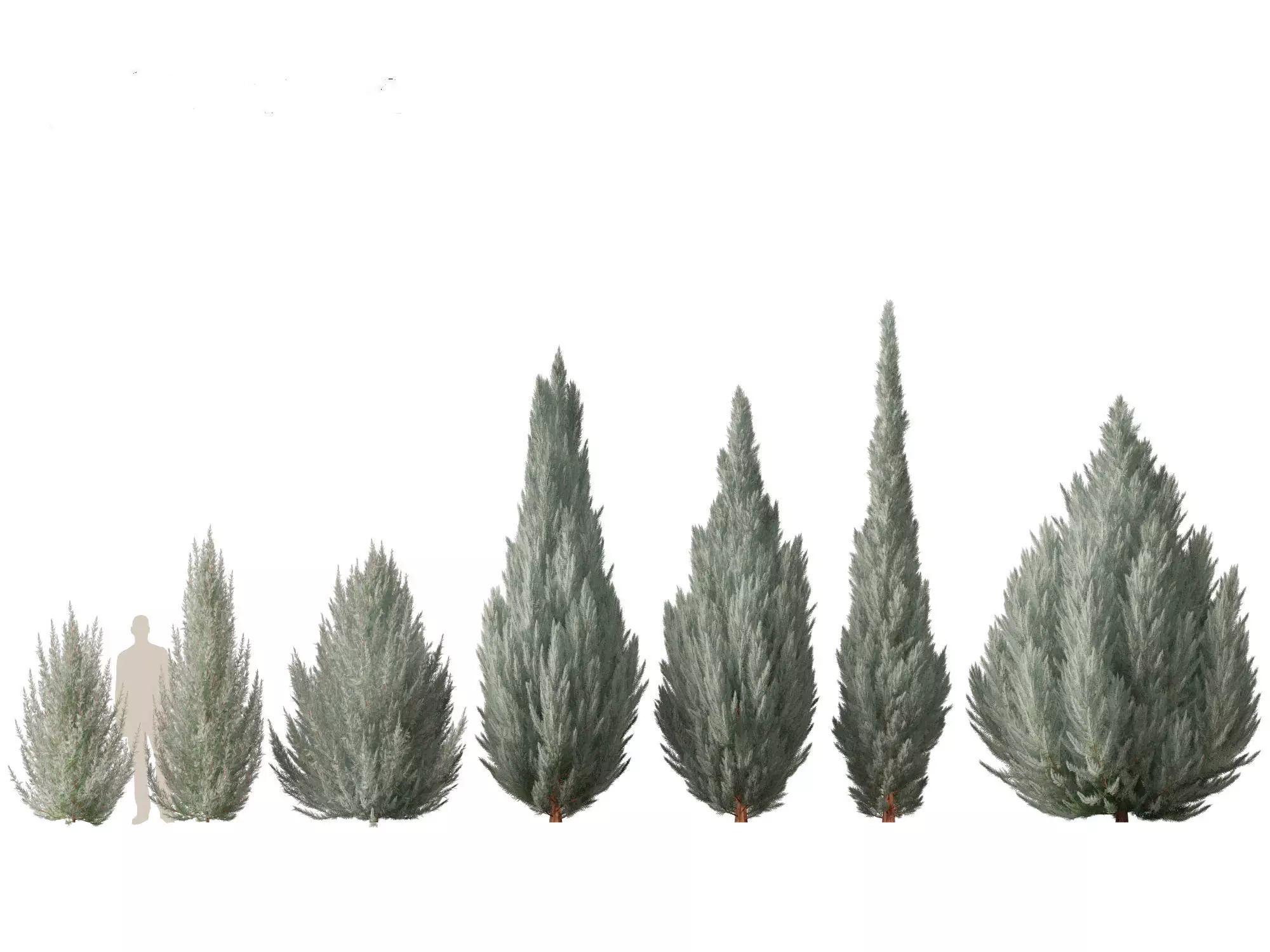 Alpine Mountain Conifers Pack 14 3D model_9