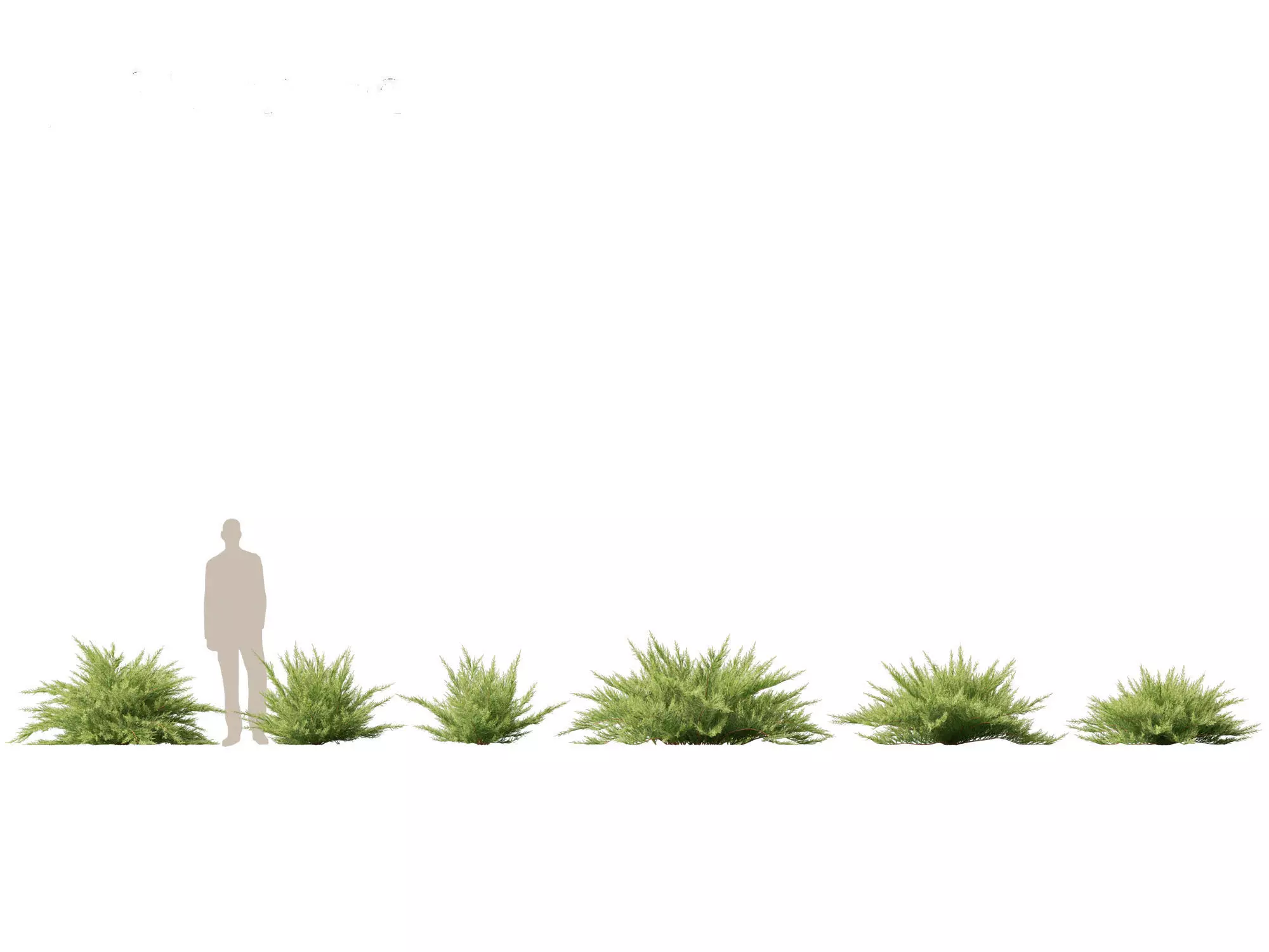 Alpine Mountain Conifers Pack 14 3D model_7