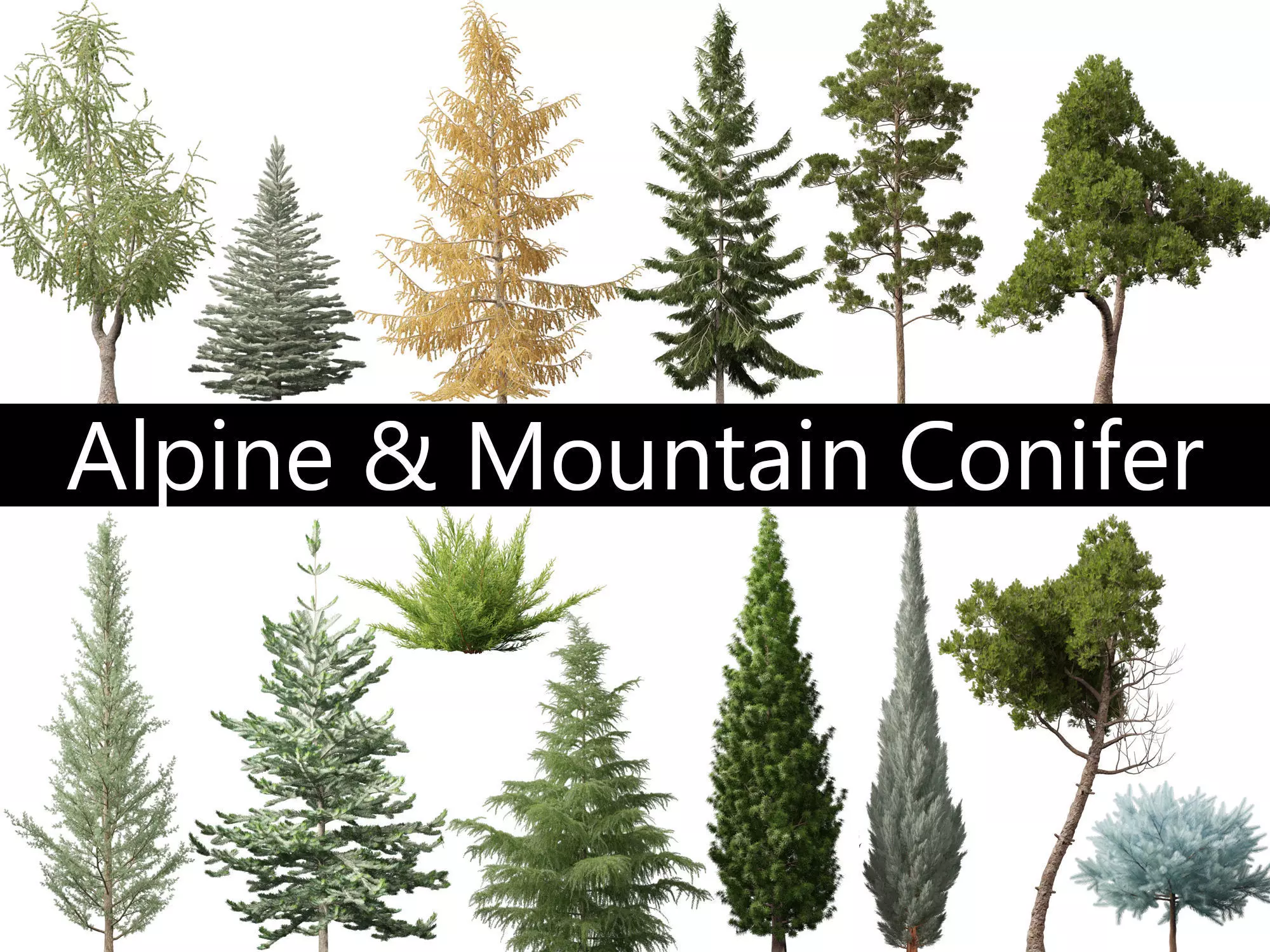 Alpine Mountain Conifers Pack 14 3D model_0