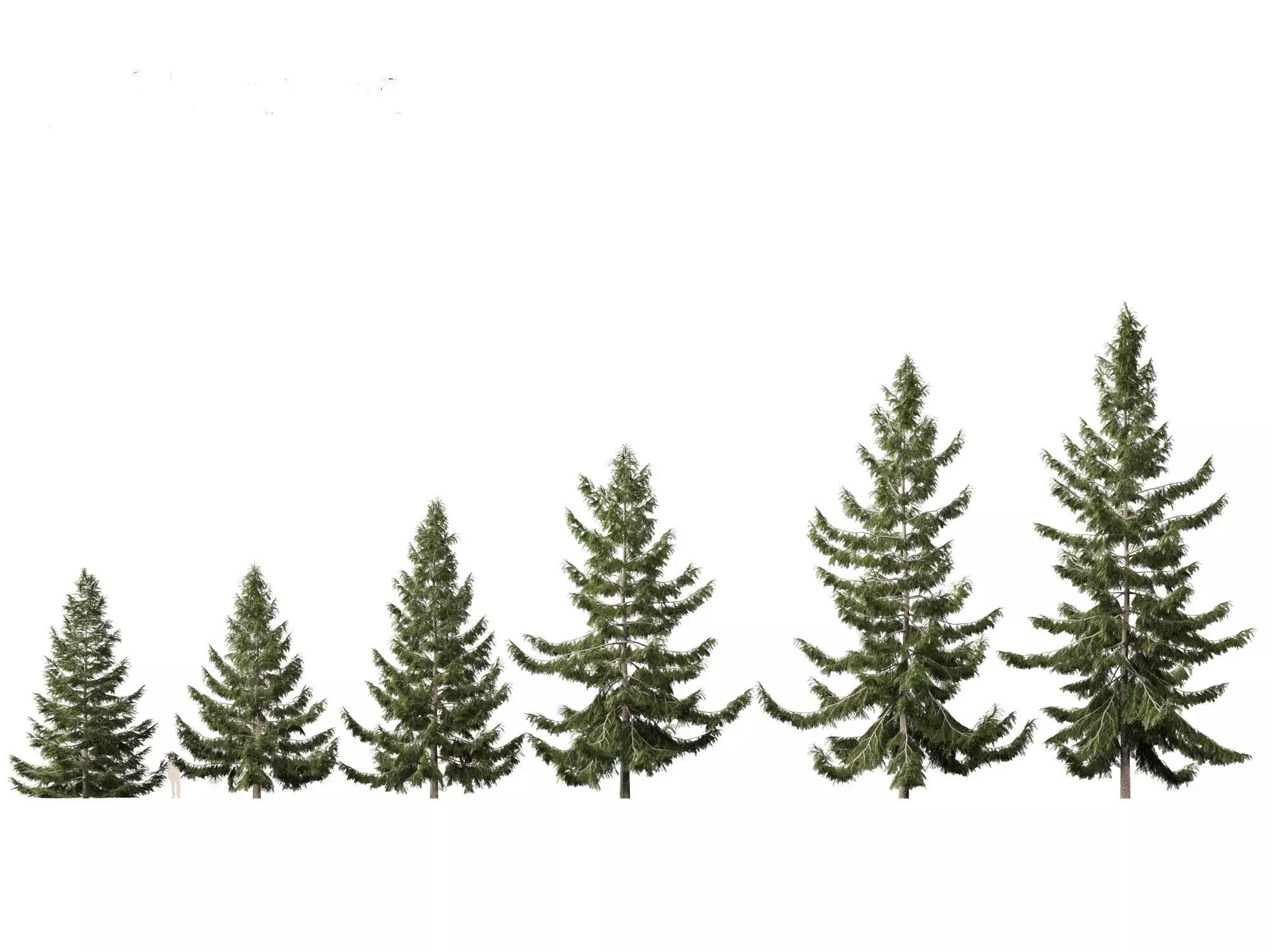 Alpine Mountain Conifers Pack 14 3D model_18