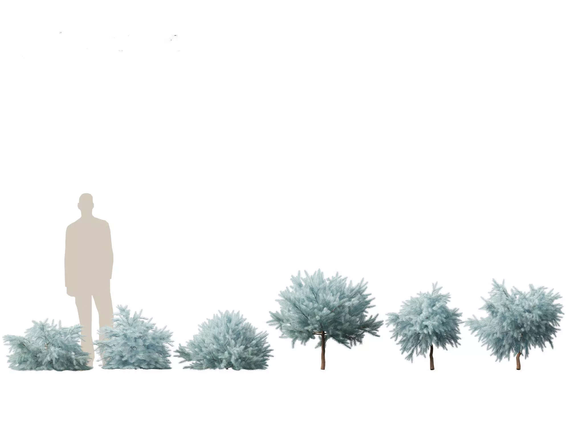 Alpine Mountain Conifers Pack 14 3D model_13