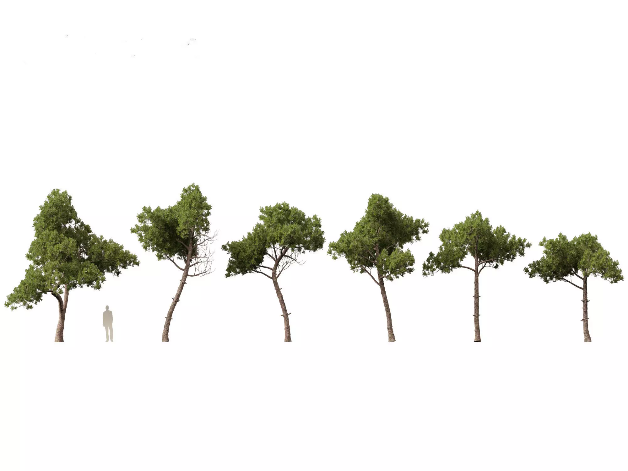 Alpine Mountain Conifers Pack 14 3D model_15