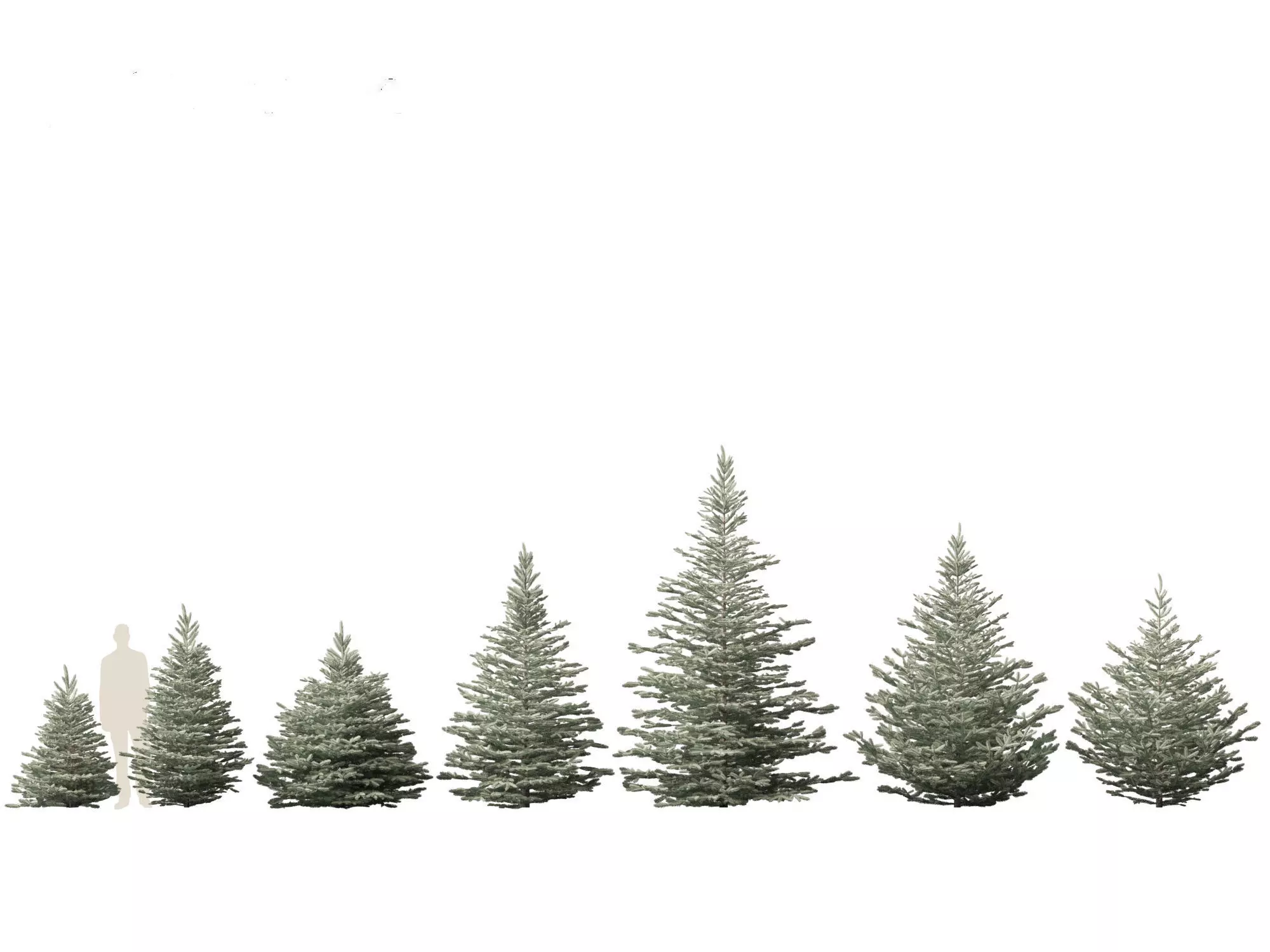 Alpine Mountain Conifers Pack 14 3D model_12