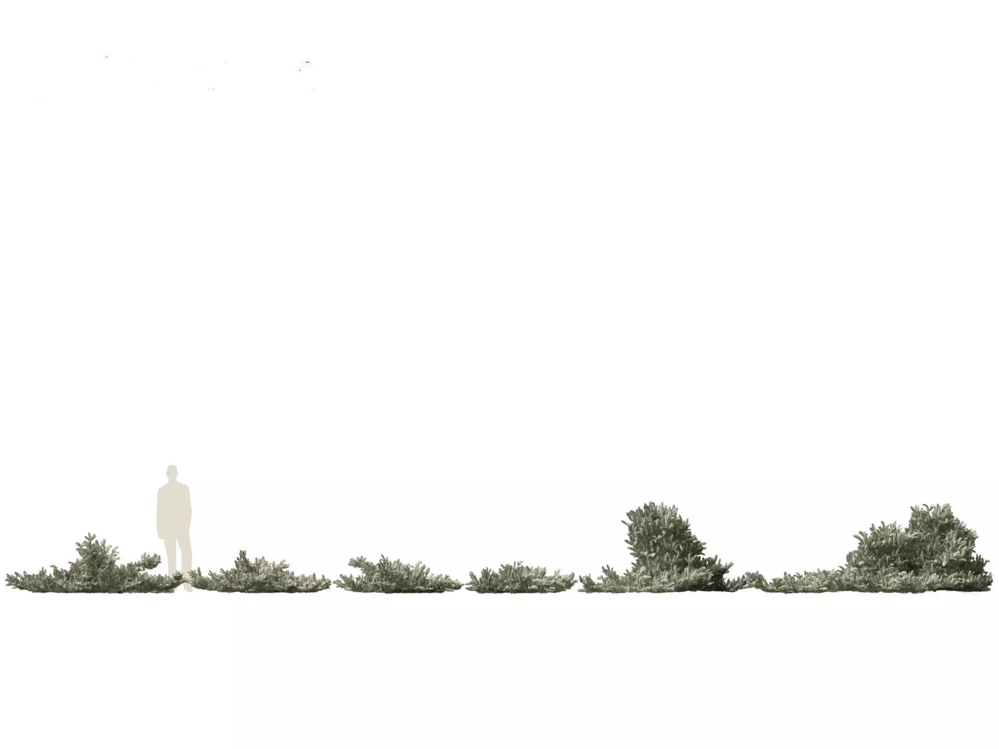 Alpine Mountain Conifers Pack 14 3D model_14