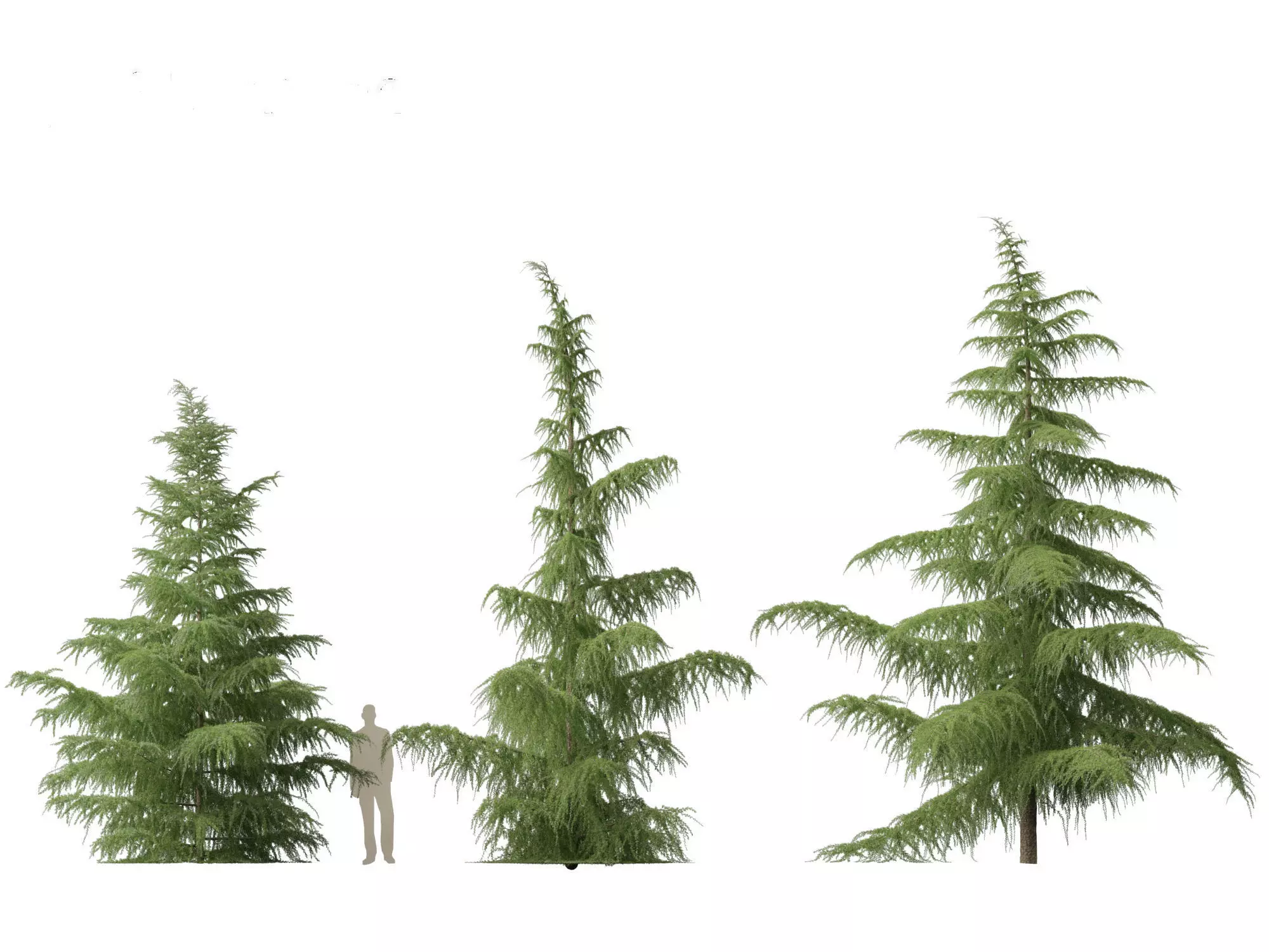 Alpine Mountain Conifers Pack 14 3D model_4