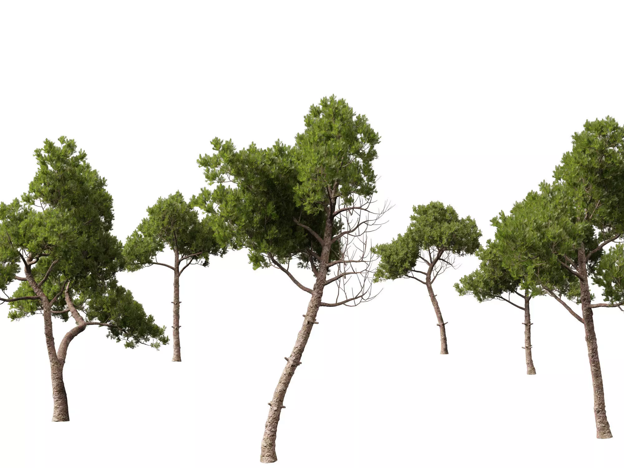 Alpine Mountain Conifers Pack 14 3D model_16