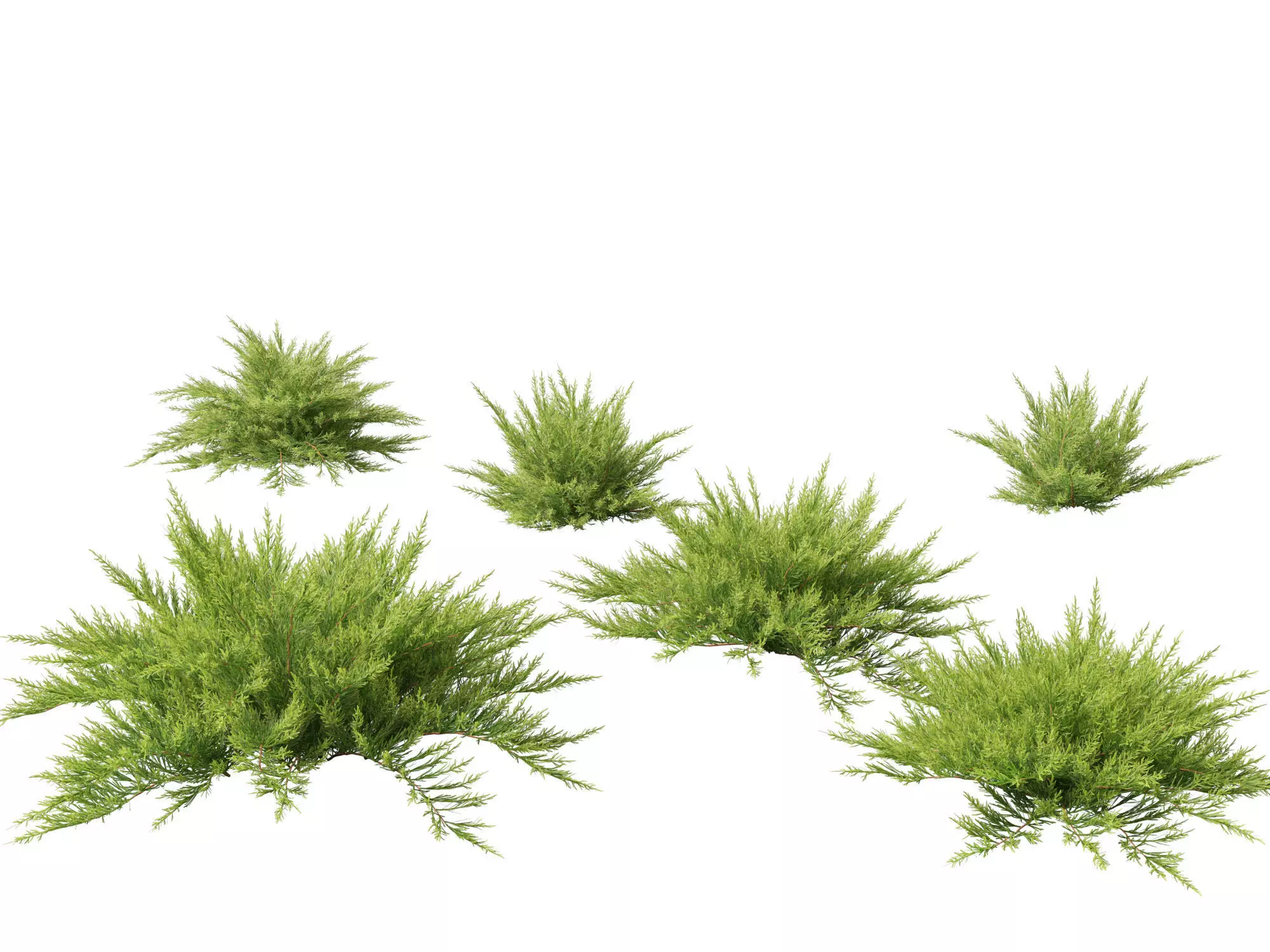 Alpine Mountain Conifers Pack 14 3D model_8