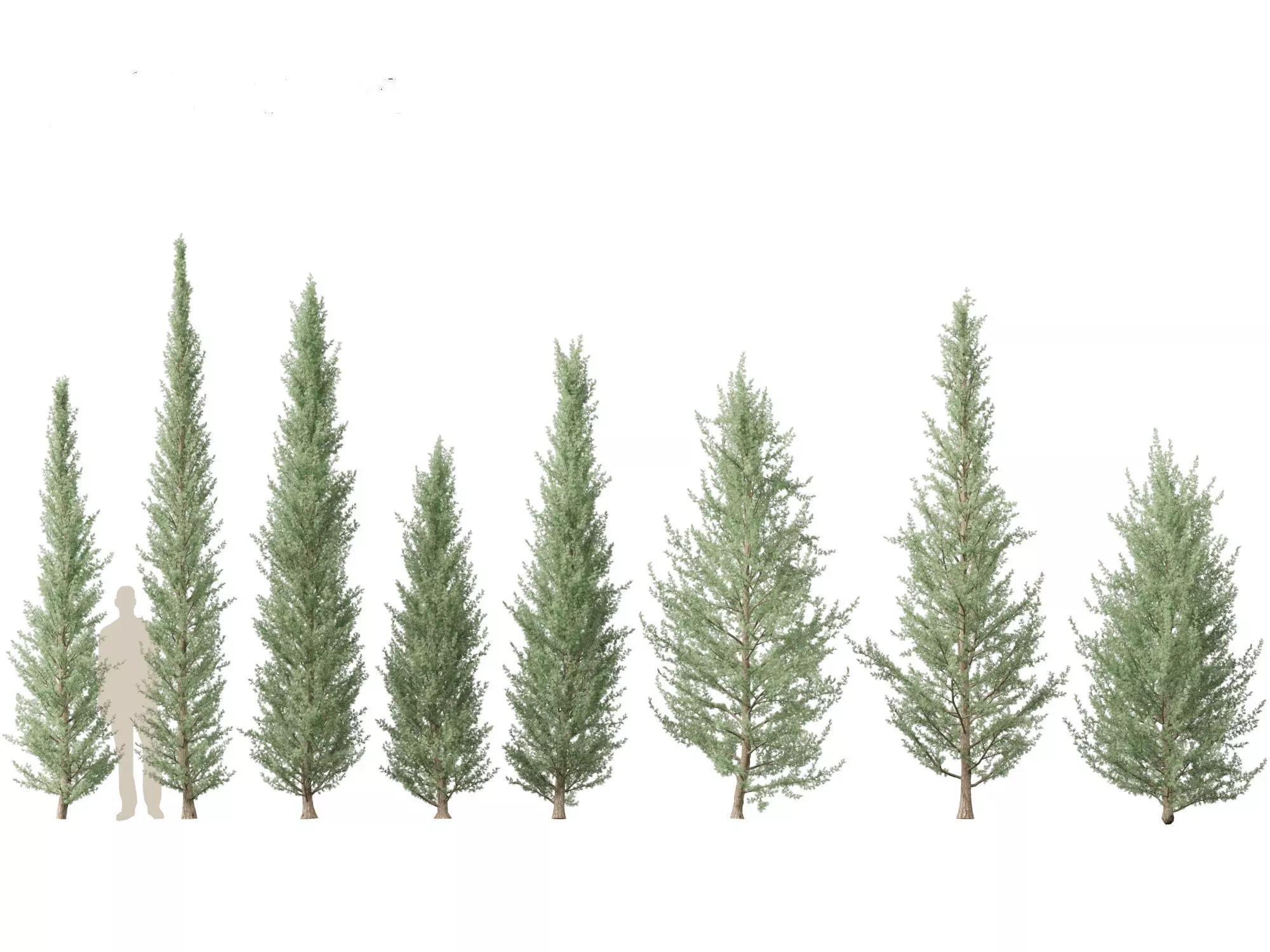 Alpine Mountain Conifers Pack 14 3D model_2