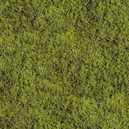 Seamless Moss PBR Texture 