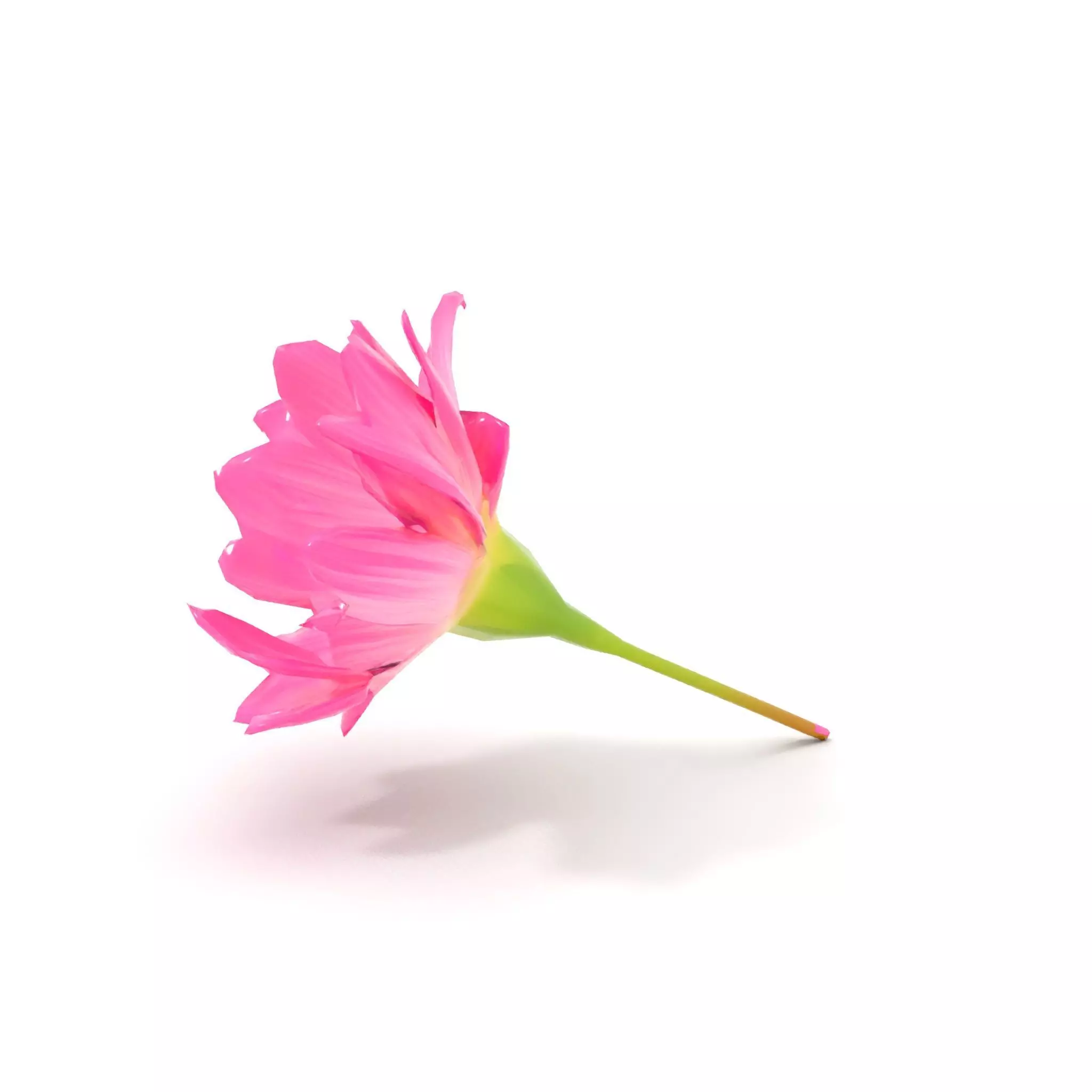 Pink Petal Blossom model pack Low-poly 3D model_10