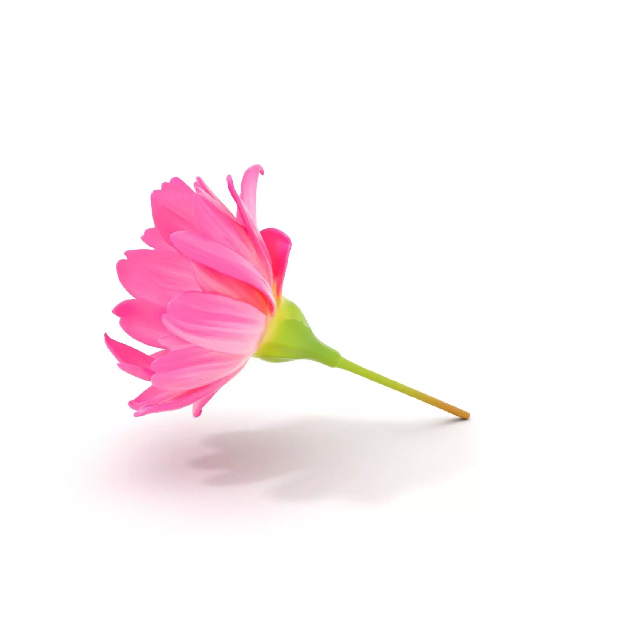 Pink Petal Blossom model pack Low-poly 3D model_0