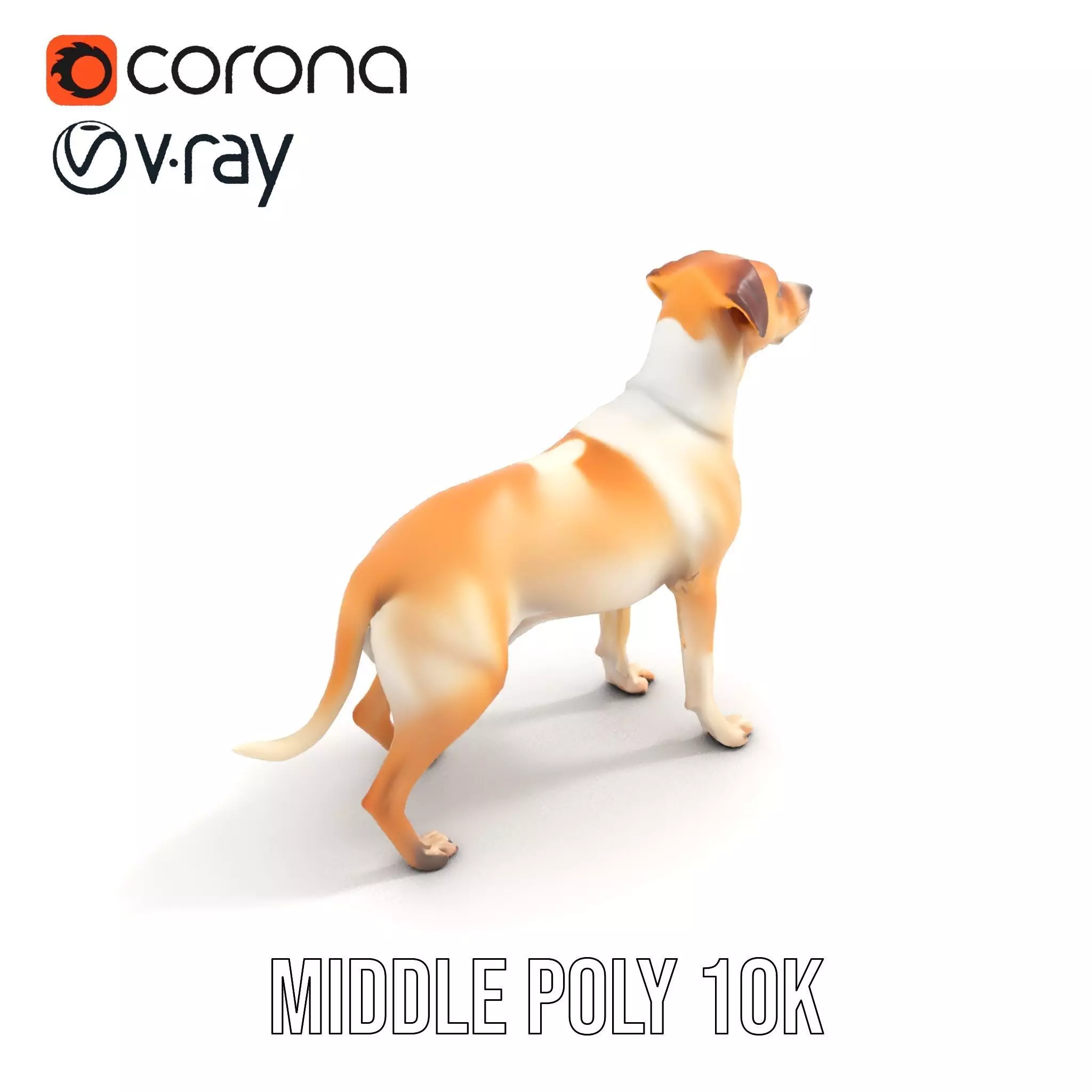 Jack Russell Terrier model pack Low-poly 3D model_12