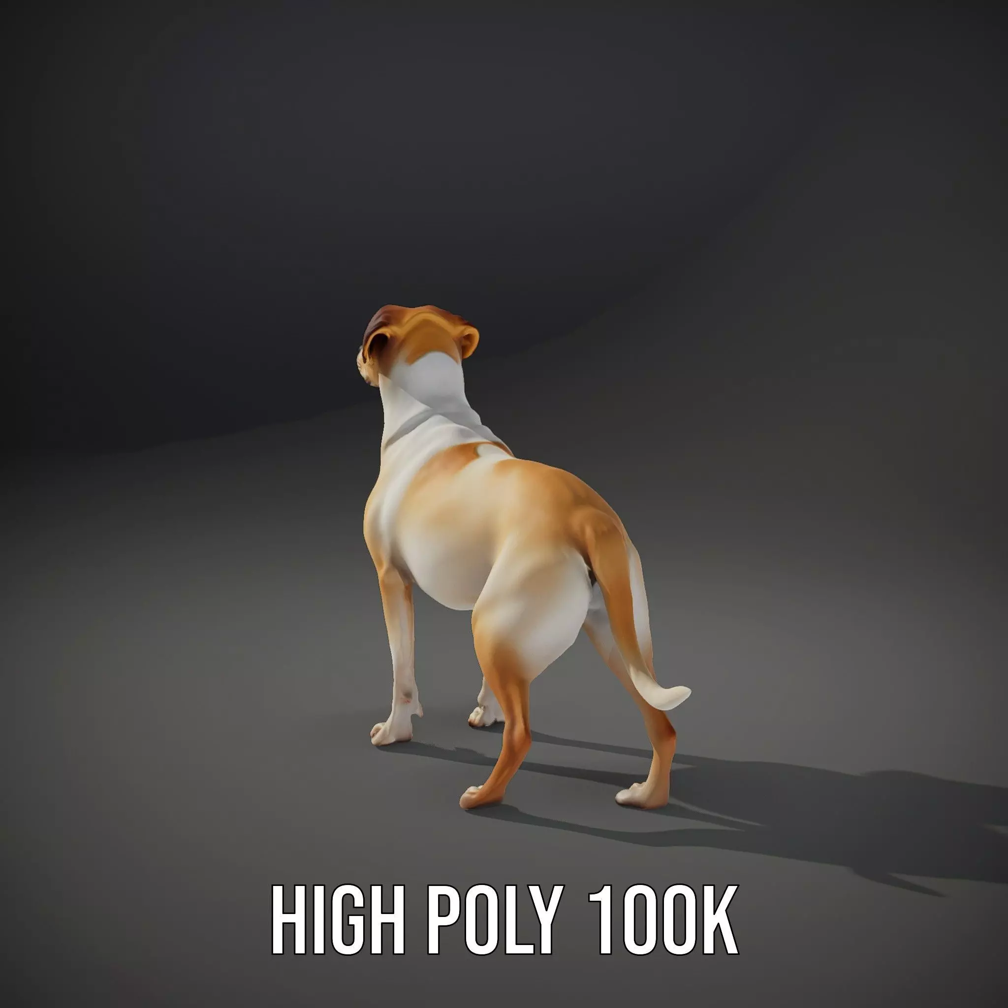 Jack Russell Terrier model pack Low-poly 3D model_9